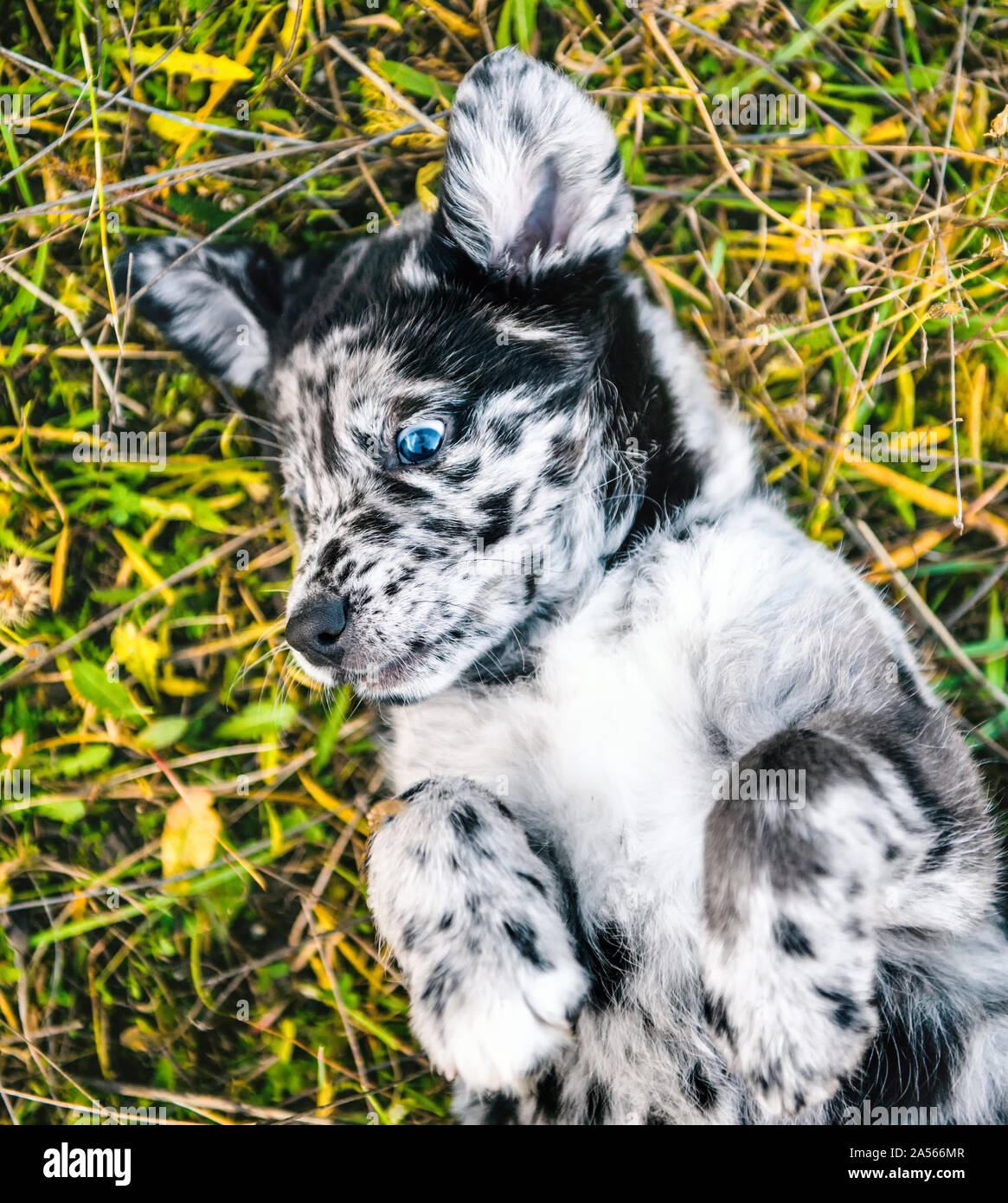 funny Labrador puppy dog with different color eyes Stock Photo - Alamy