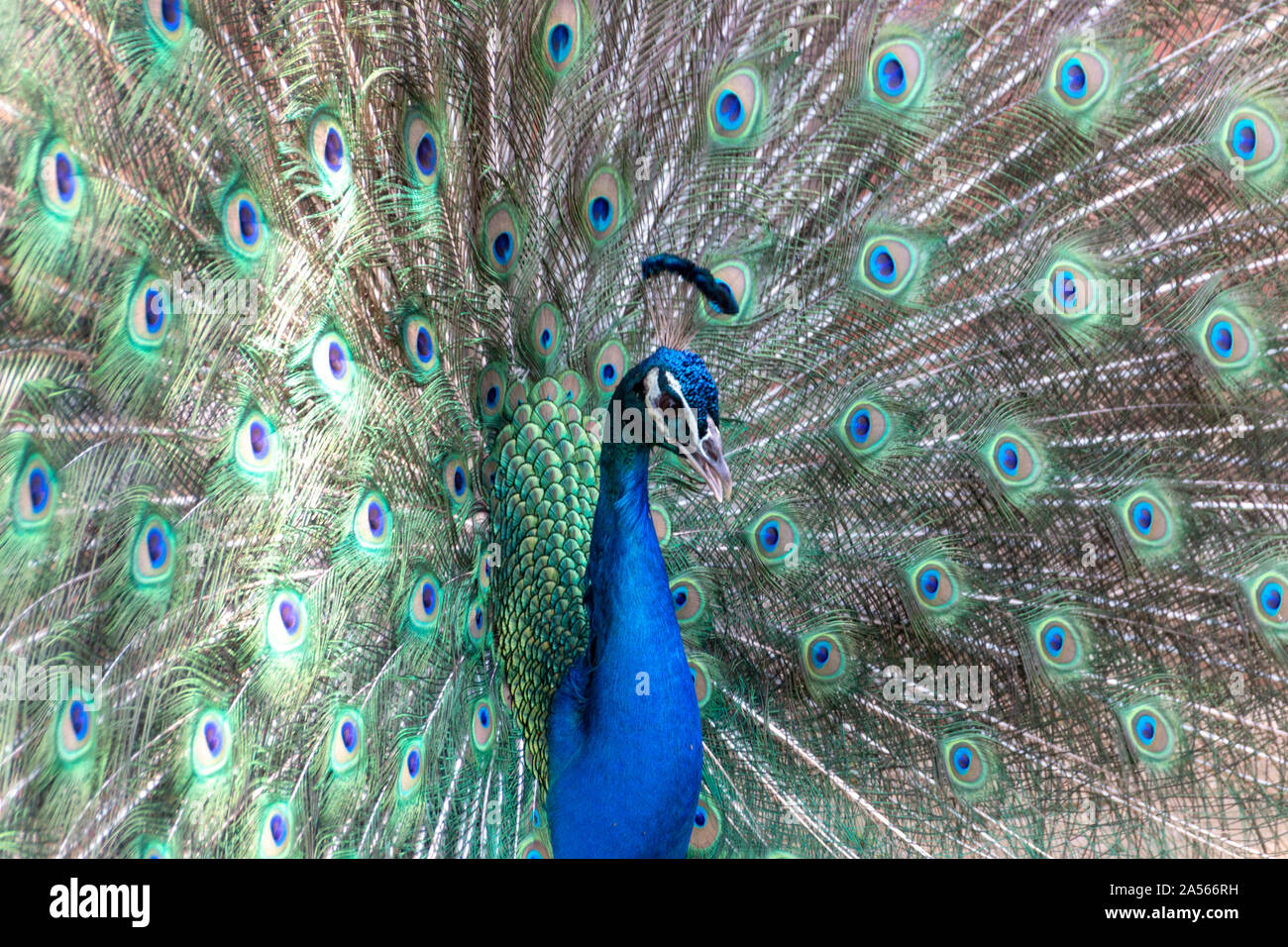 a close up view of a beautiful peacock Stock Photo