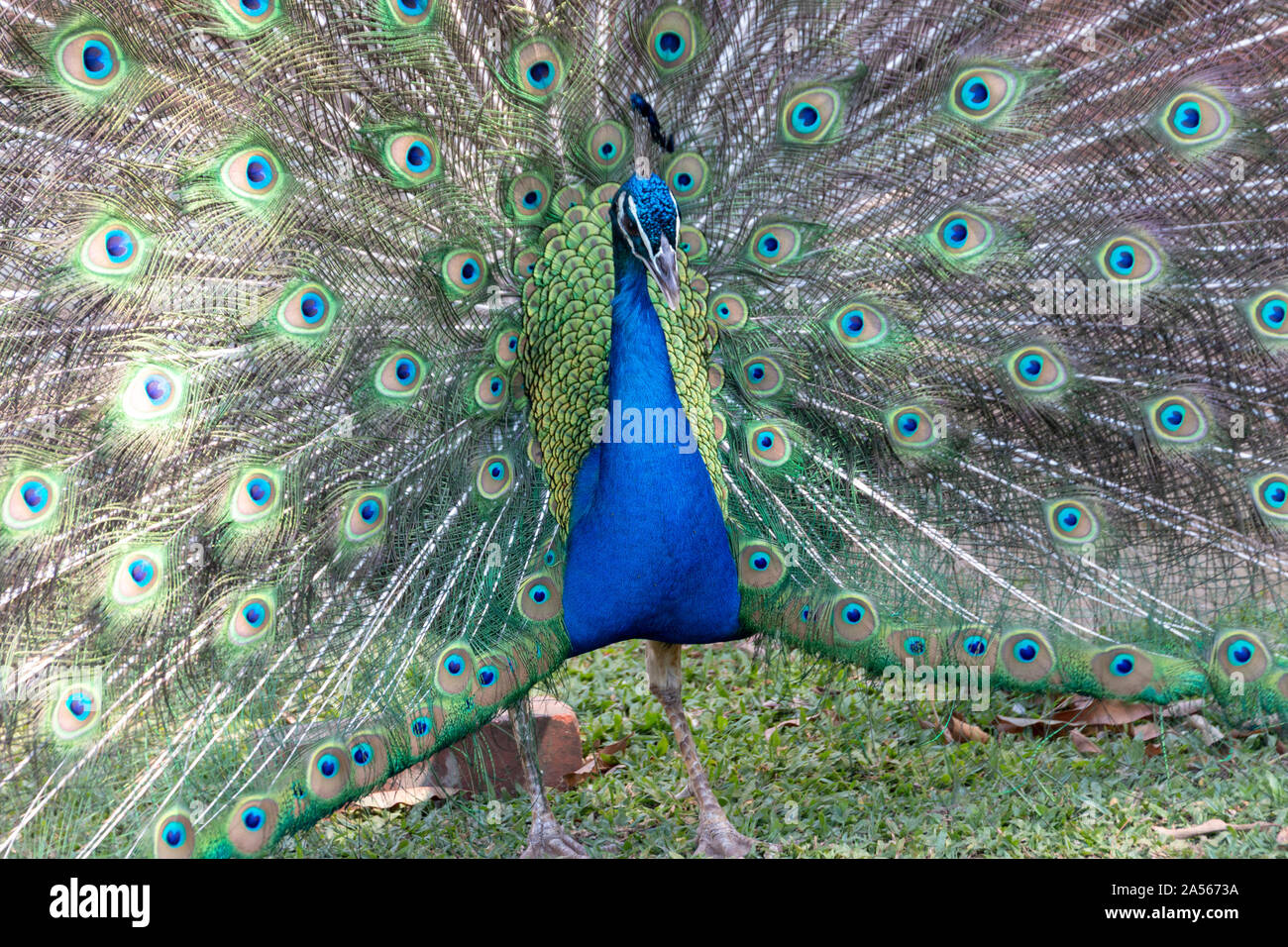 a close up view of a beautiful peacock Stock Photo - Alamy
