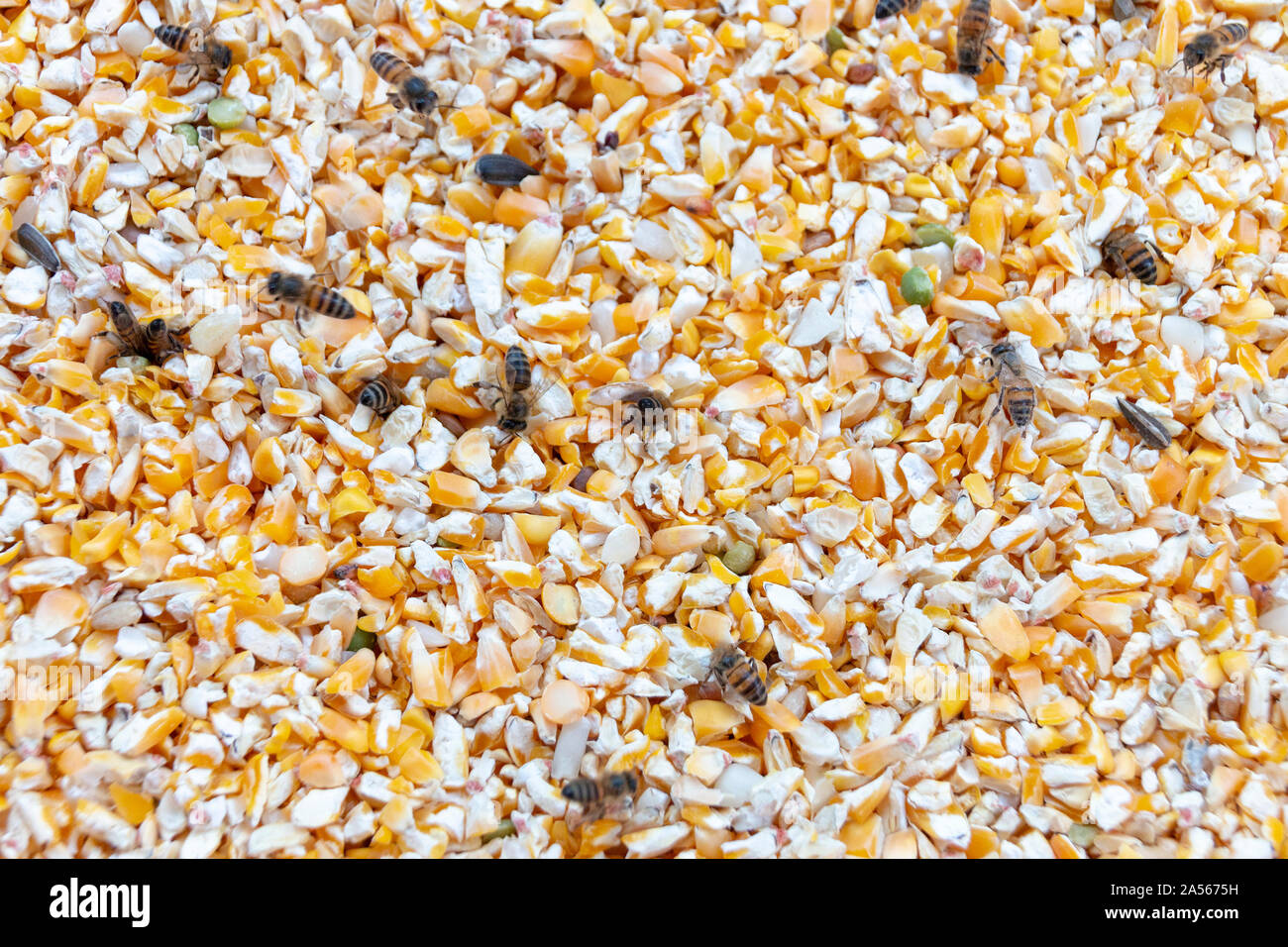 A close up view of swam of honey bees in a container of yellow corn digging nectar and pollen Stock Photo