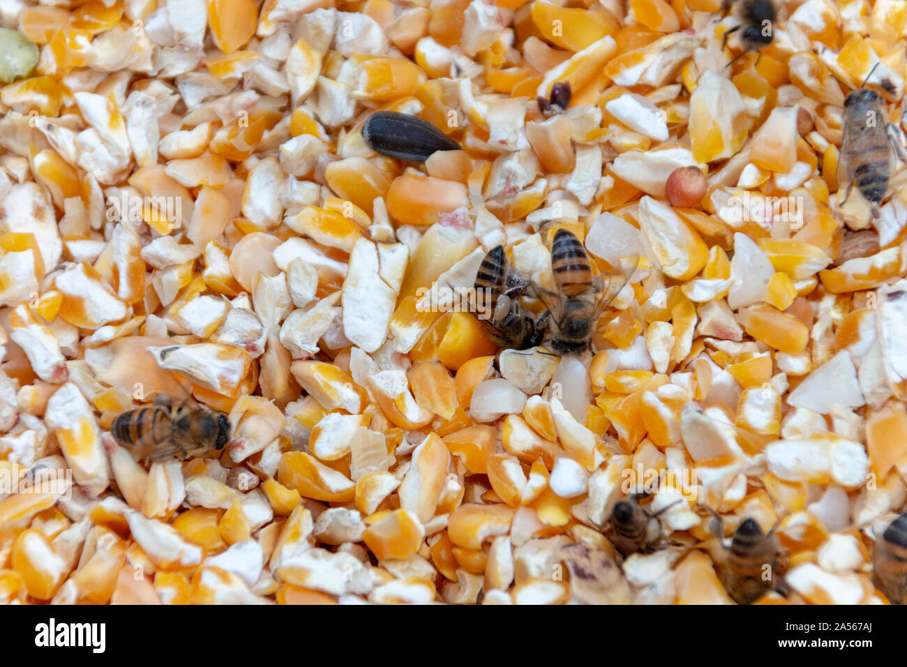 A close up view of swam of honey bees in a container of yellow corn digging nectar and pollen Stock Photo