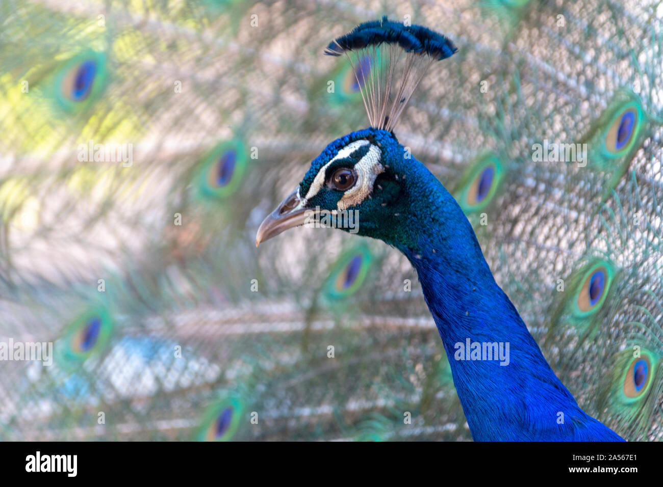 a close up view of a beautiful peacock Stock Photo