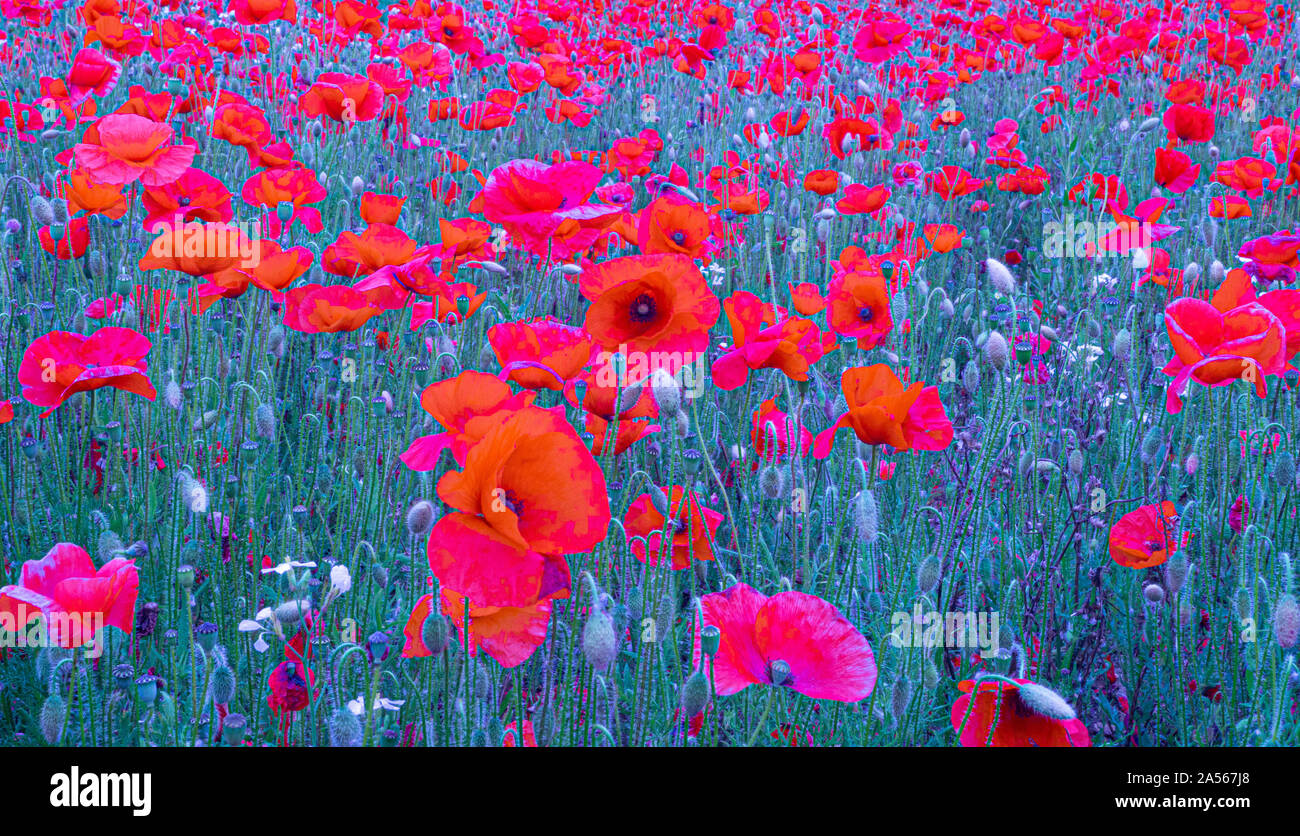 Red Poppies in Flanders Fields symbol for remembrance Day WW1 For