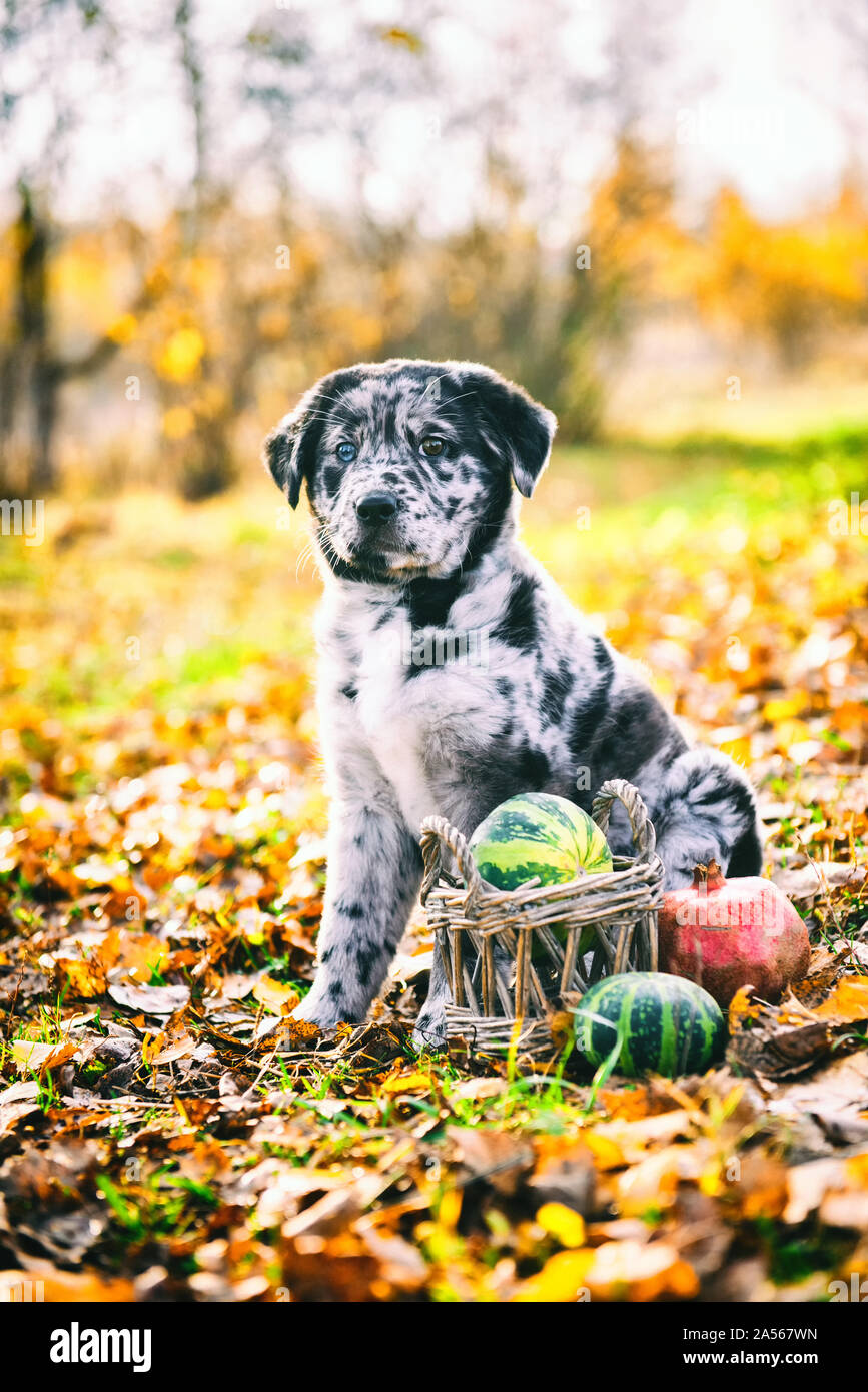 funny Labrador puppy dog in autumn background Stock Photo