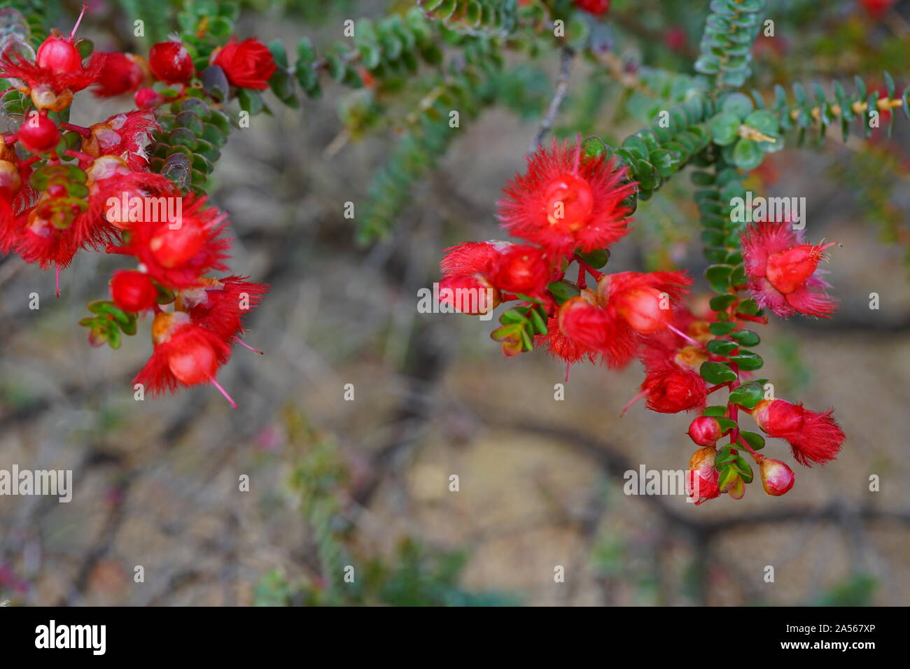 View of a Verticordia feather flower Australia Stock Photo - Alamy