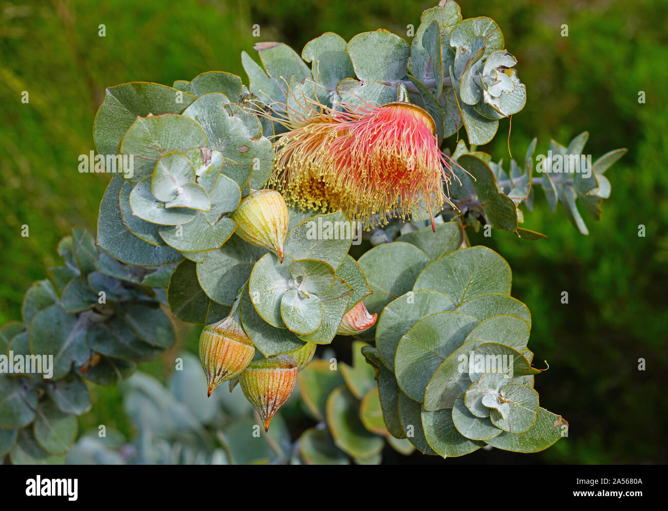 View of a Rose Mallee eucalyptus flower in Australia Stock Photo