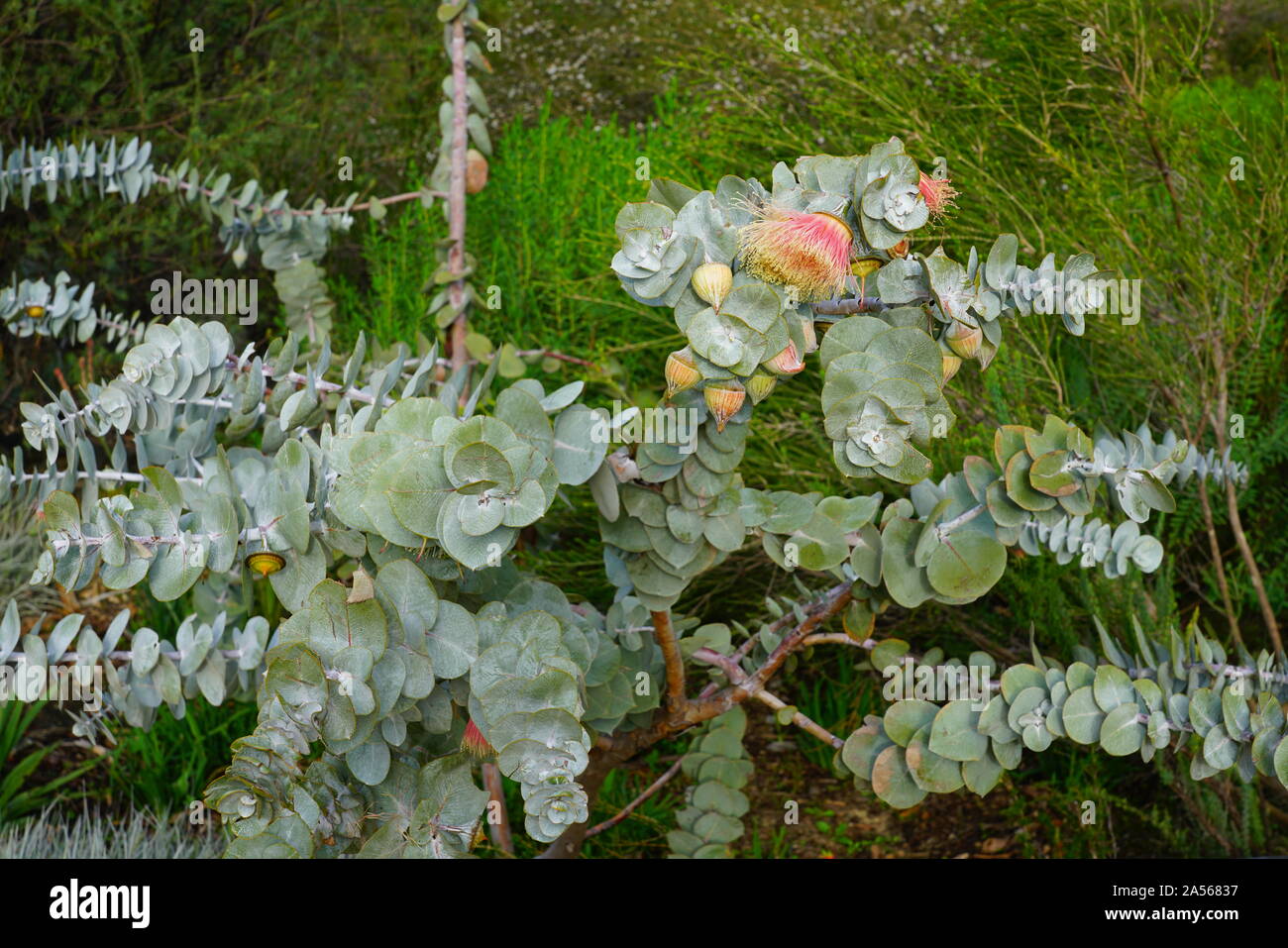 View of a Rose Mallee eucalyptus flower in Australia Stock Photo