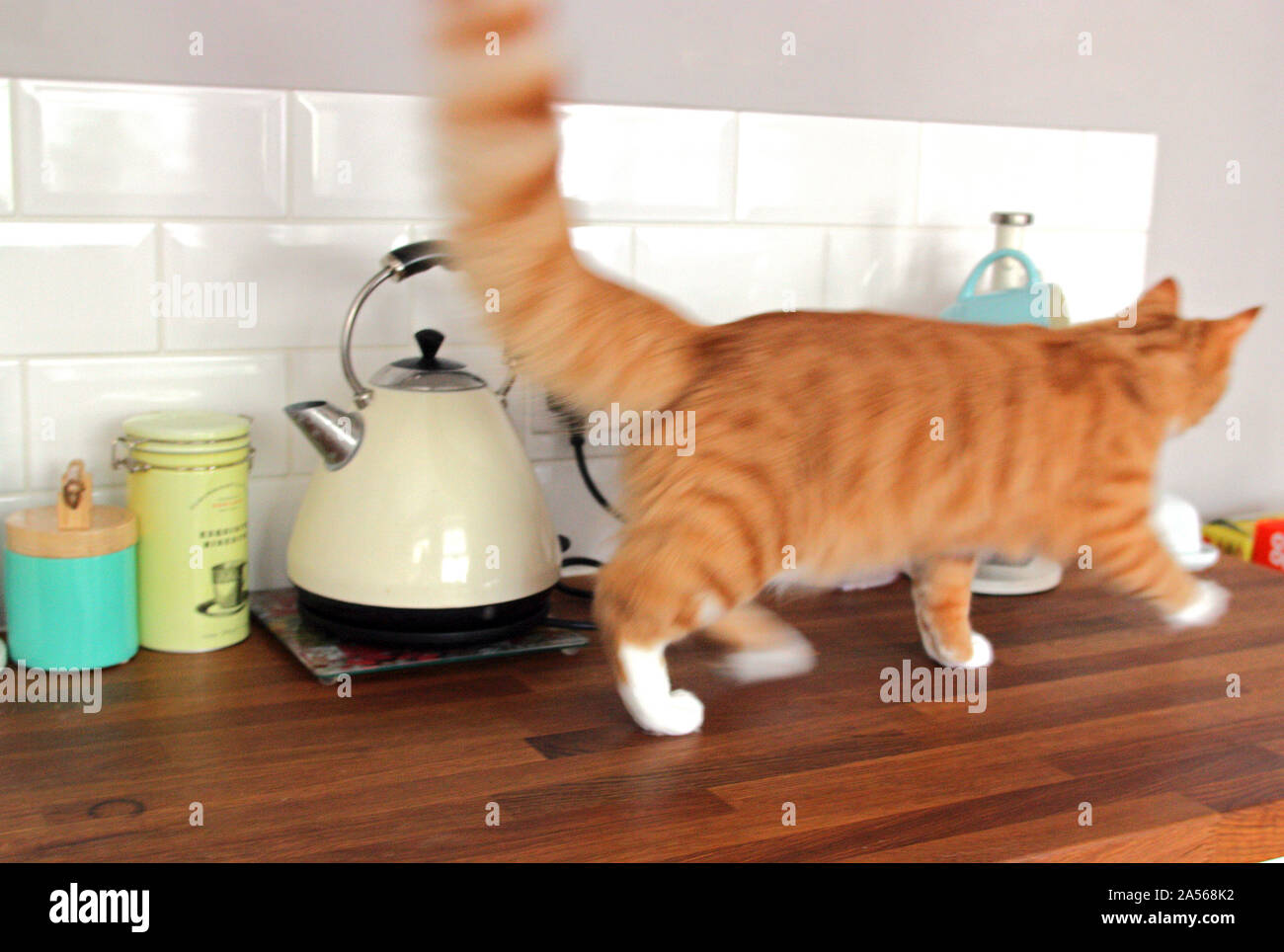 Ginger cat walking on kitchen surface past kettle Stock Photo Alamy