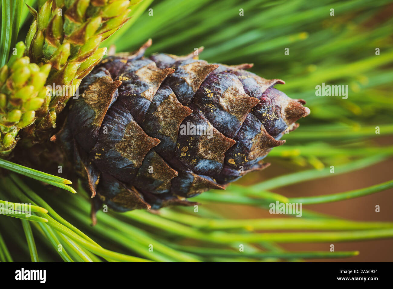 Cone with nut of dwarf stone pine (Pinus Pumila). Close-up floral background, Christmas mood. Vintage instant color photo effect, colorful picture Stock Photo