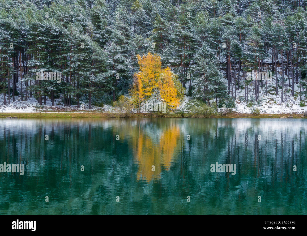 29/10-18, Encamp, Andorra. Beautiful birch tree in autumn foliage on the shore of artificial lake. Stock Photo