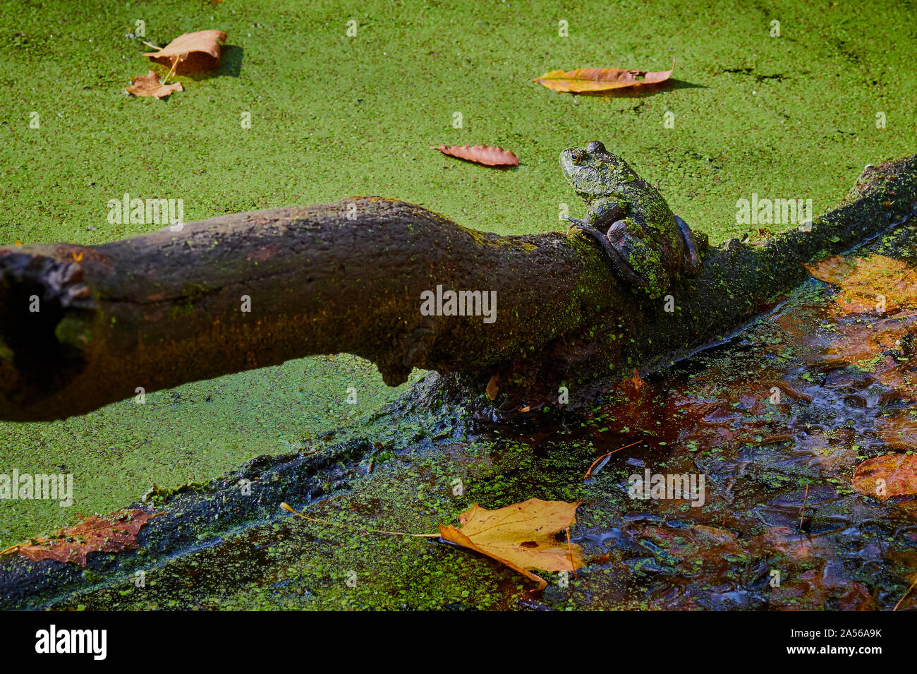 Bull frog in swamp hi-res stock photography and images - Alamy