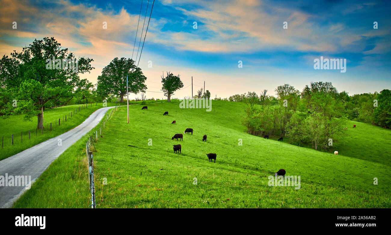 Cows grazing in a field. Stock Photo