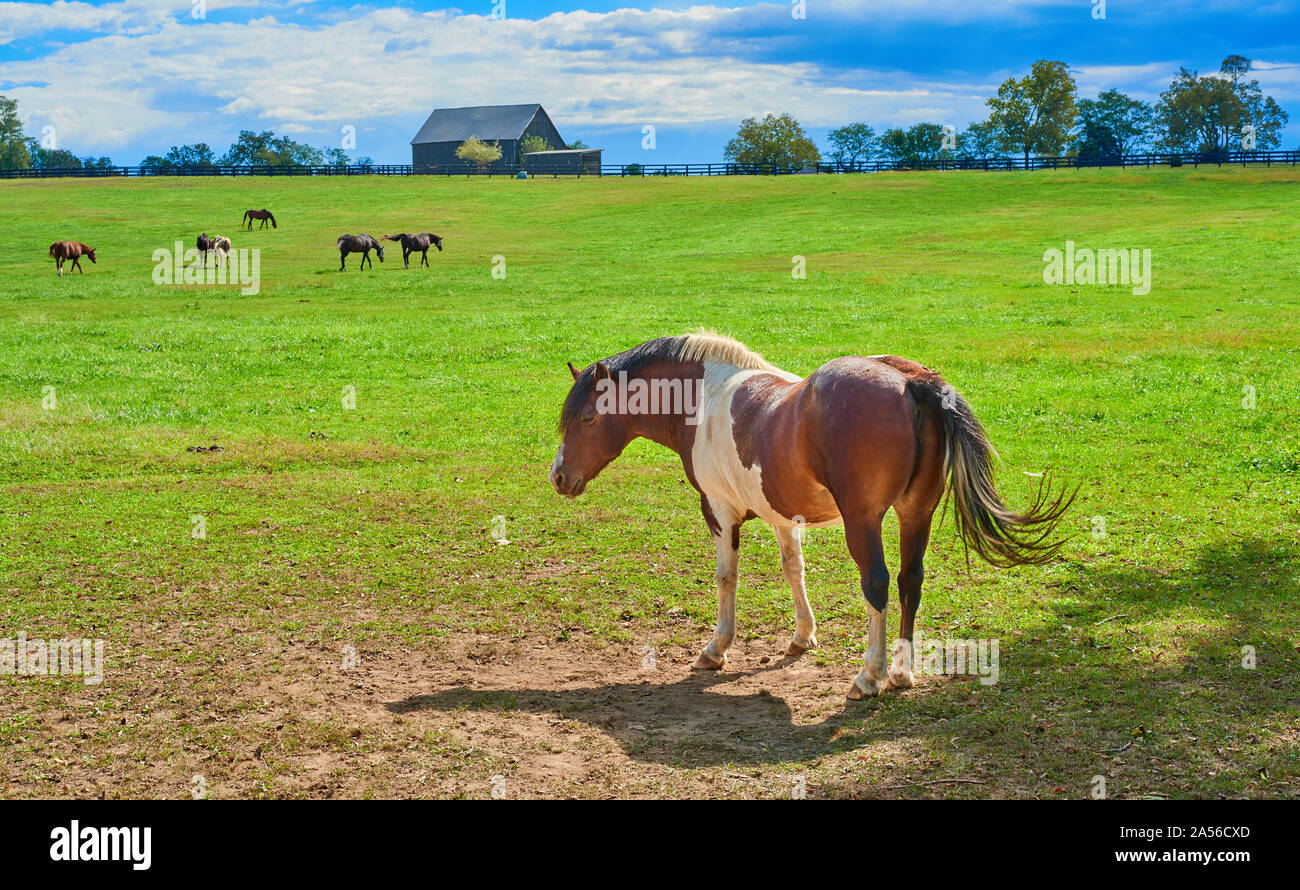 Horse at a horse farm Stock Photo Alamy
