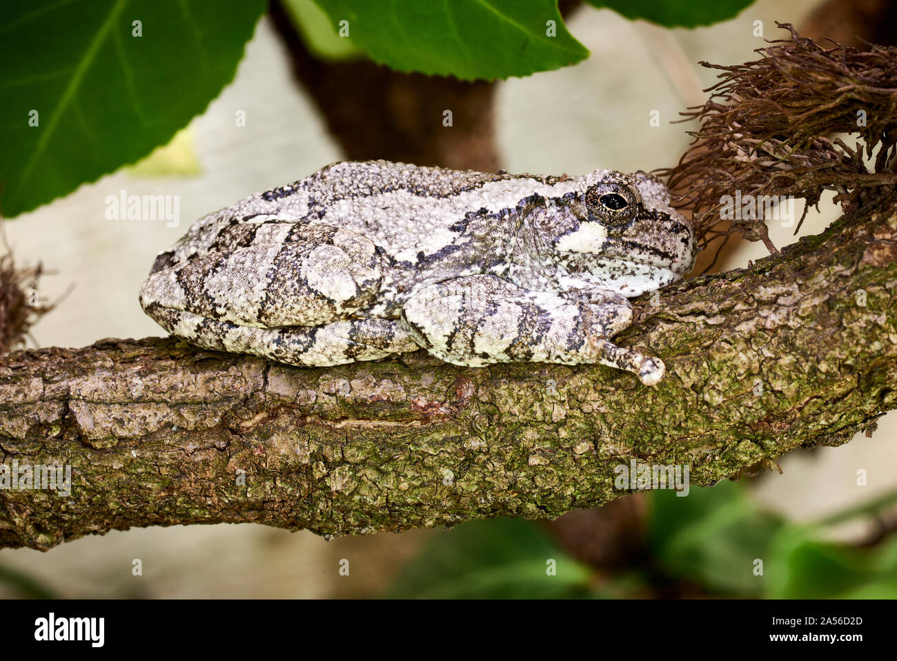 Gray tree frog resting on a branch. Stock Photo