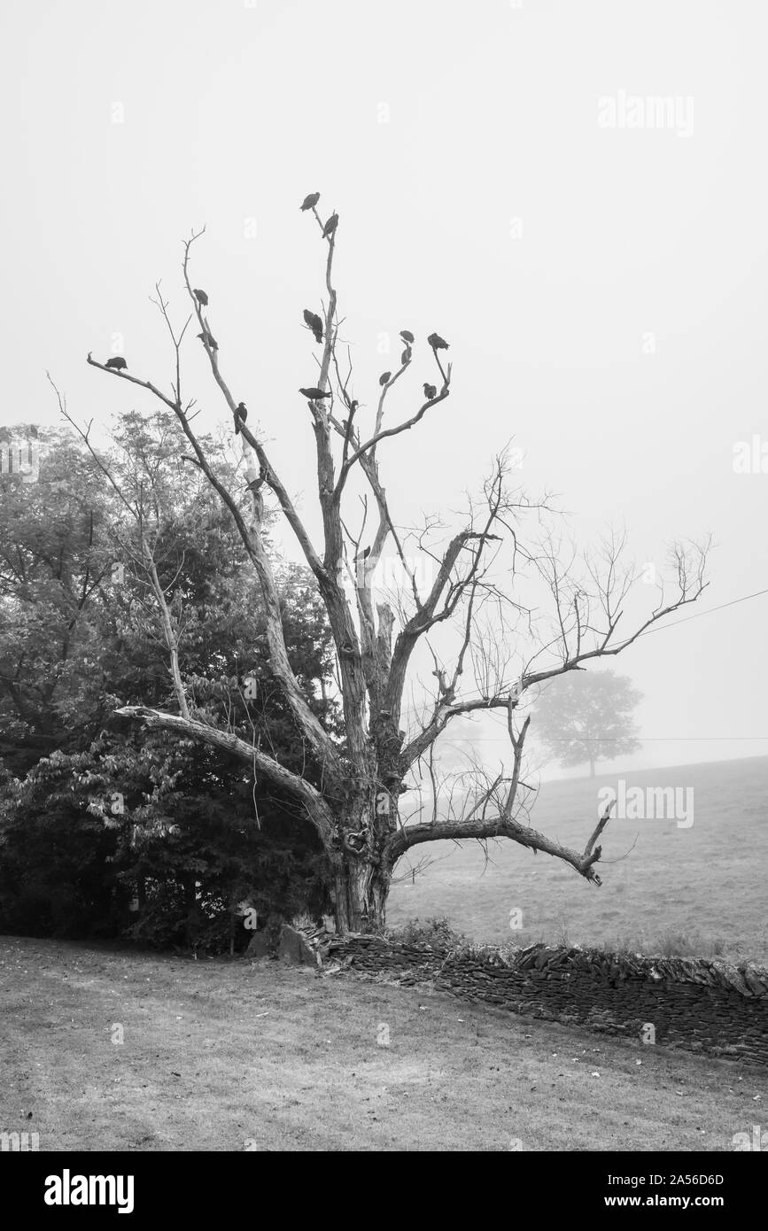 Vultures in a dead tree Stock Photo Alamy