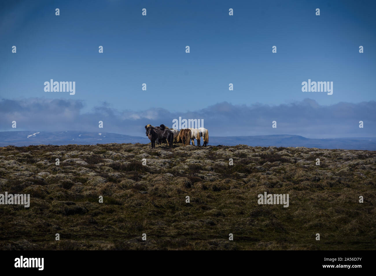 Herd of icelandic horses in rocky landscape, Reykjavík, Gullbringusysla, Iceland Stock Photo