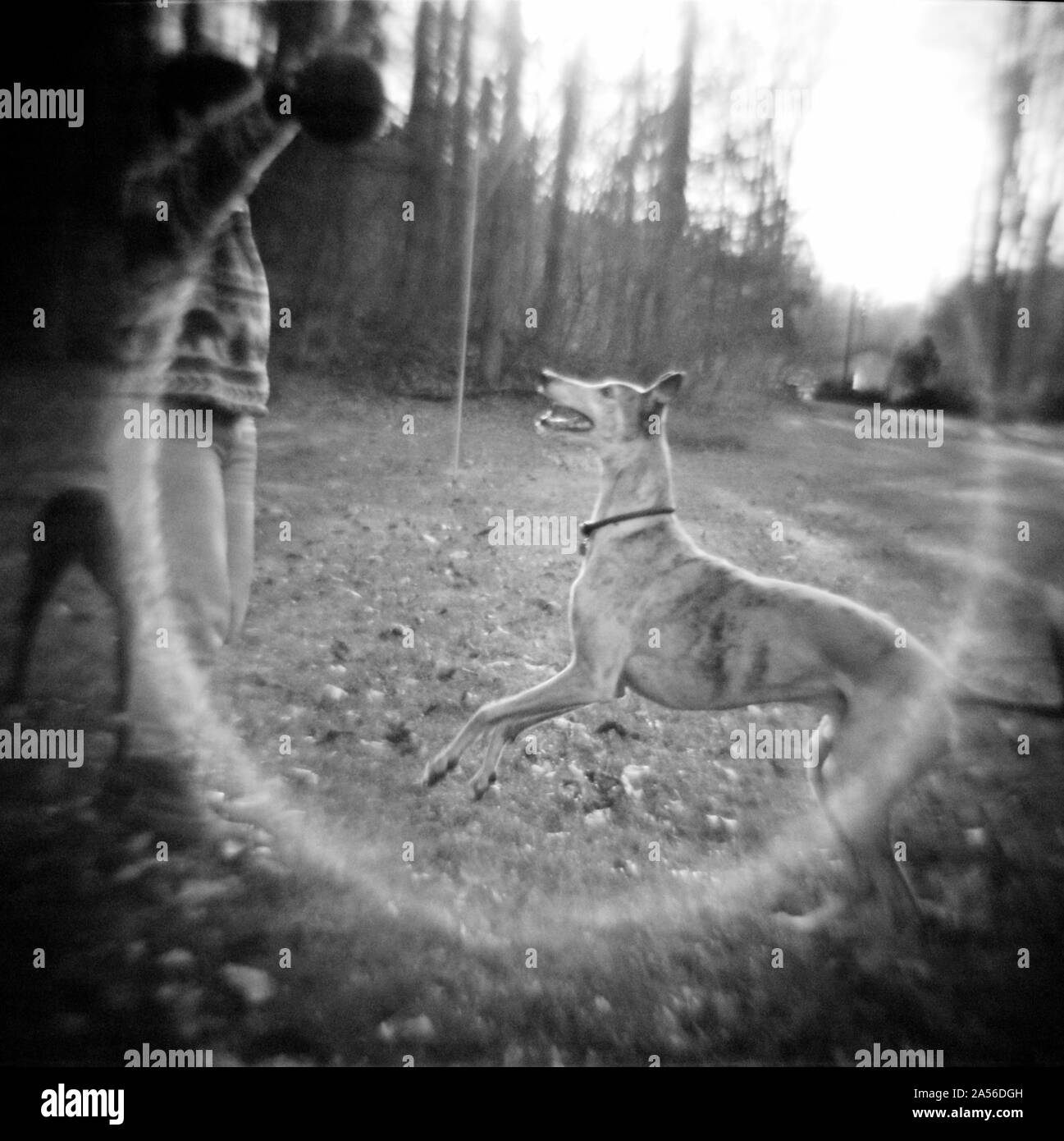 Diana camera shot of a greyhound playing fetch. Stock Photo