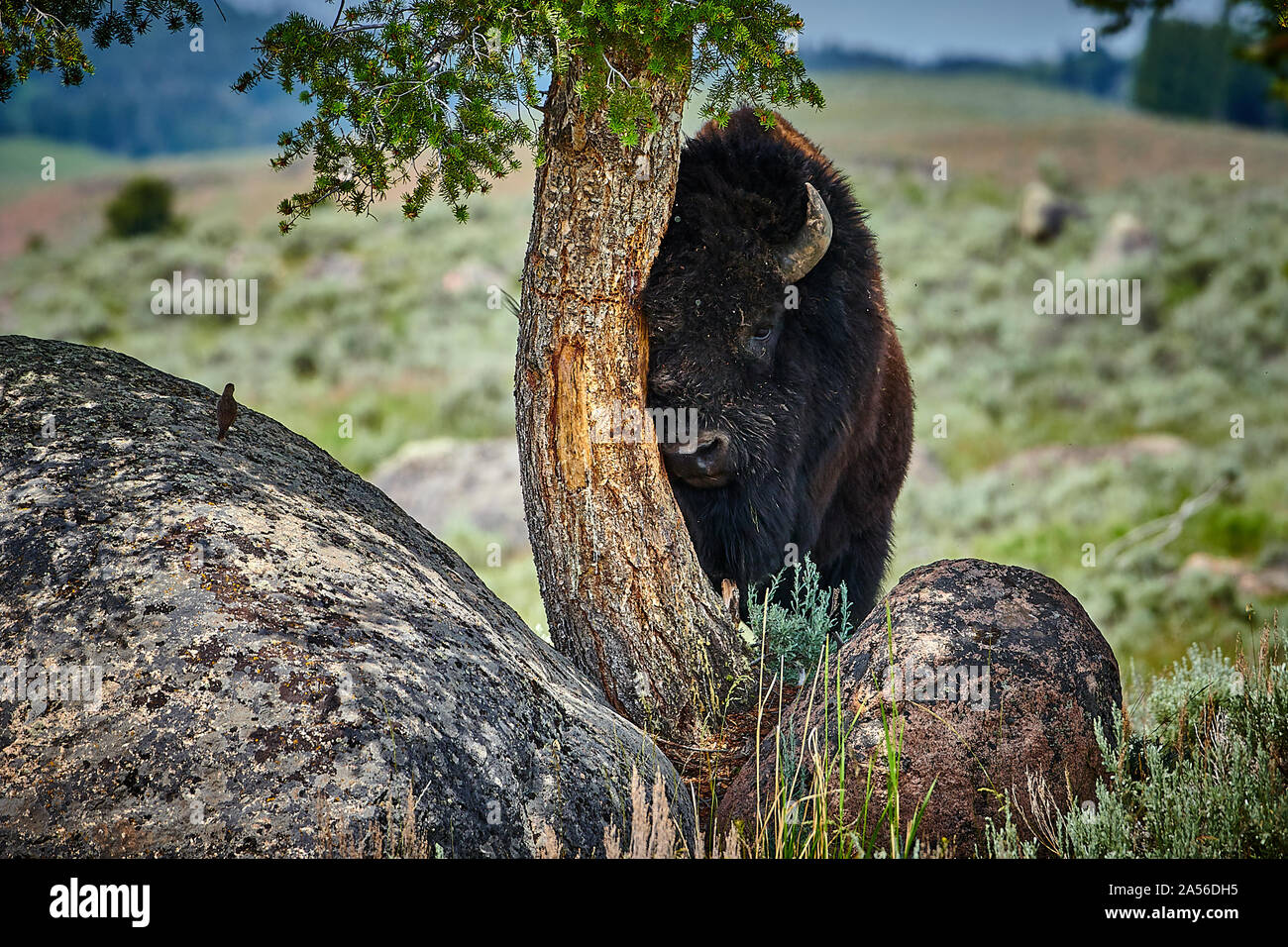 Bison rubbing pine tree at Yellowstone National Park. Stock Photo