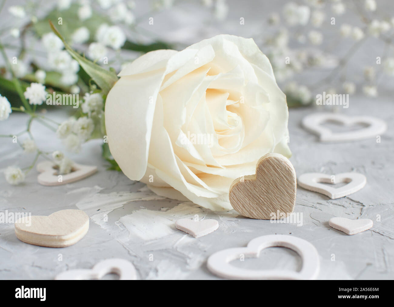 Cream rose with hearts on a grey background Stock Photo - Alamy