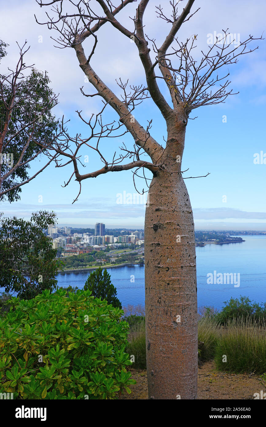 Adansonia species hi-res stock photography and images - Alamy