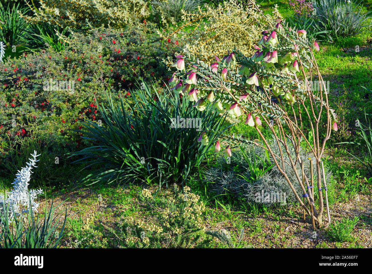 View of a Qualup Bell plant (Pimelea physodes) in Australia Stock Photo