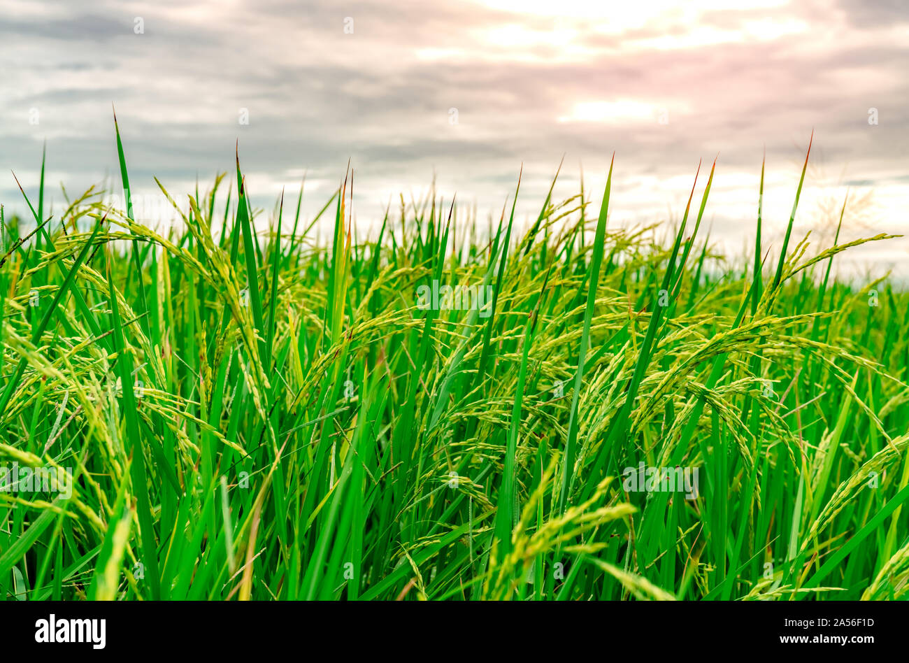 Green rice paddy field. Rice plantation. Organic jasmine rice farm in