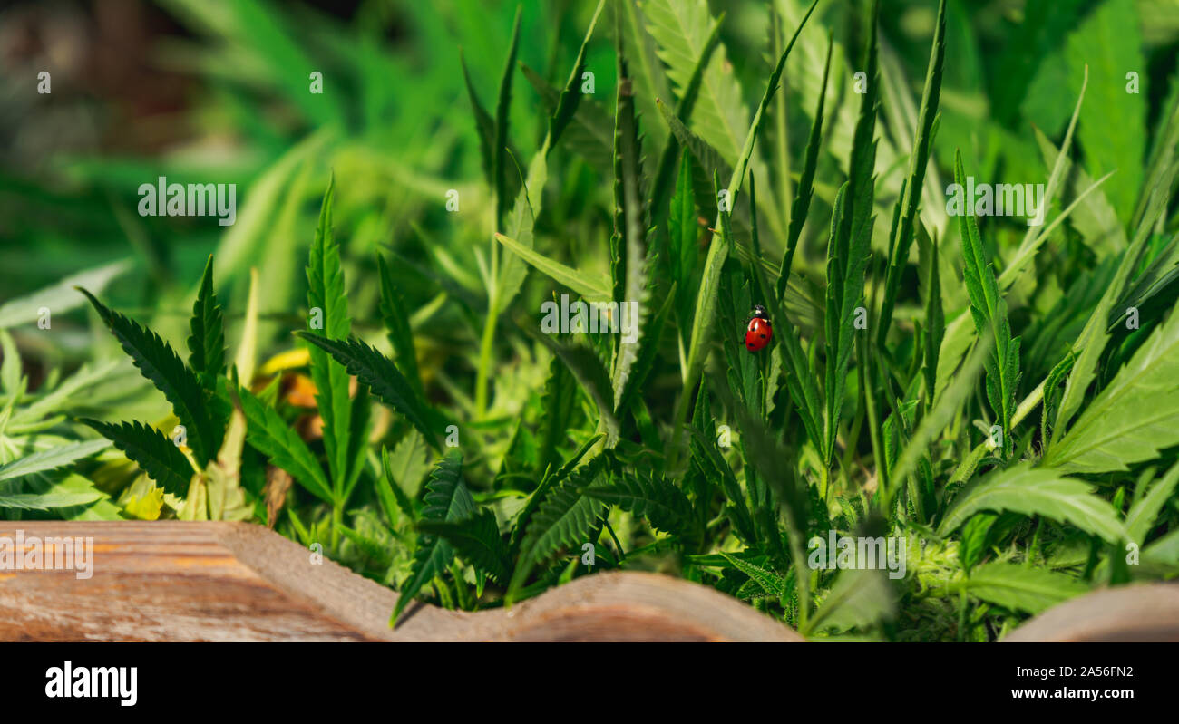 Ladybug close-up on cannabis leaf, cultivation of cannabis indica , harvest in wooden crate Stock Photo