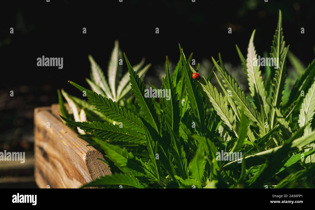 Ladybug close-up on cannabis leaf, cultivation of cannabis indica , harvest in wooden crate Stock Photo