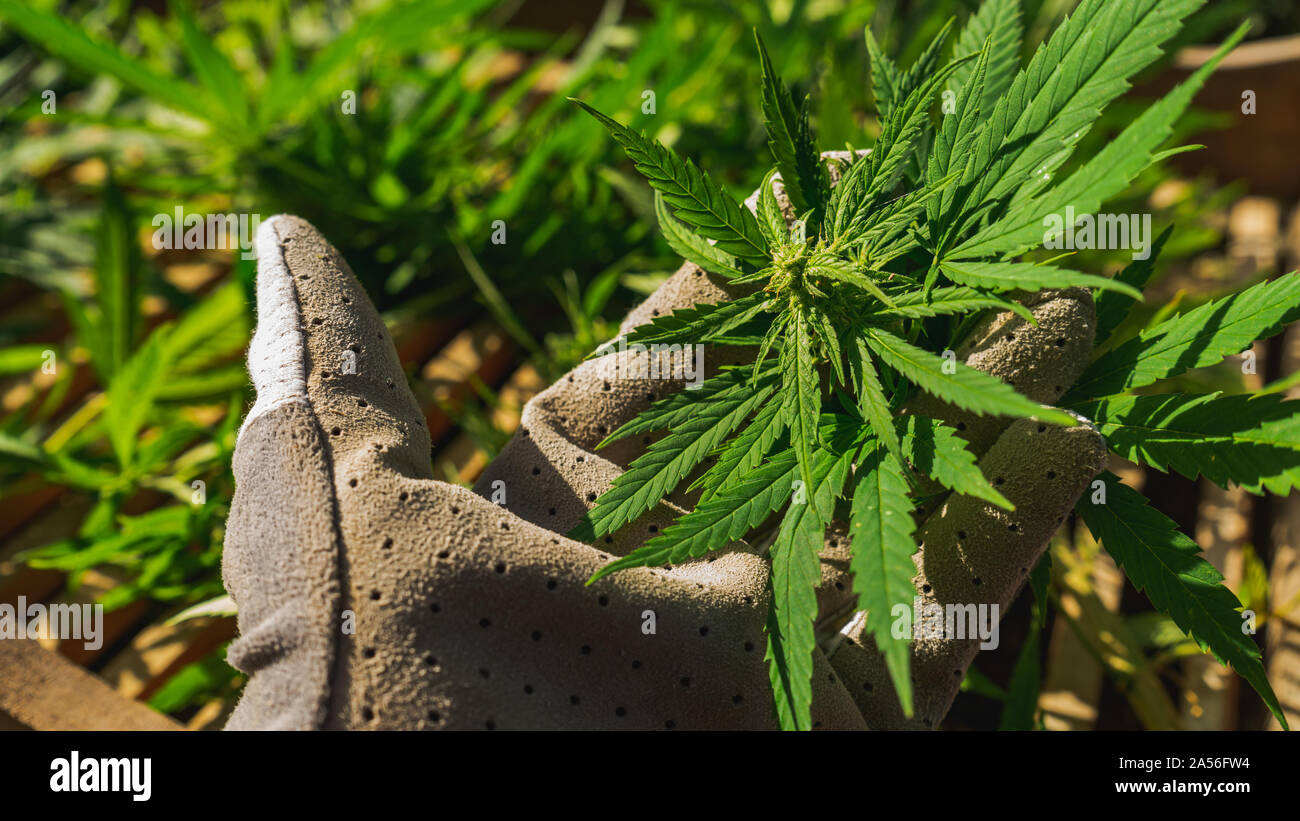 Cultivation of cannabis indica, close-up on person's hands holding marijuana vegetation plants Stock Photo