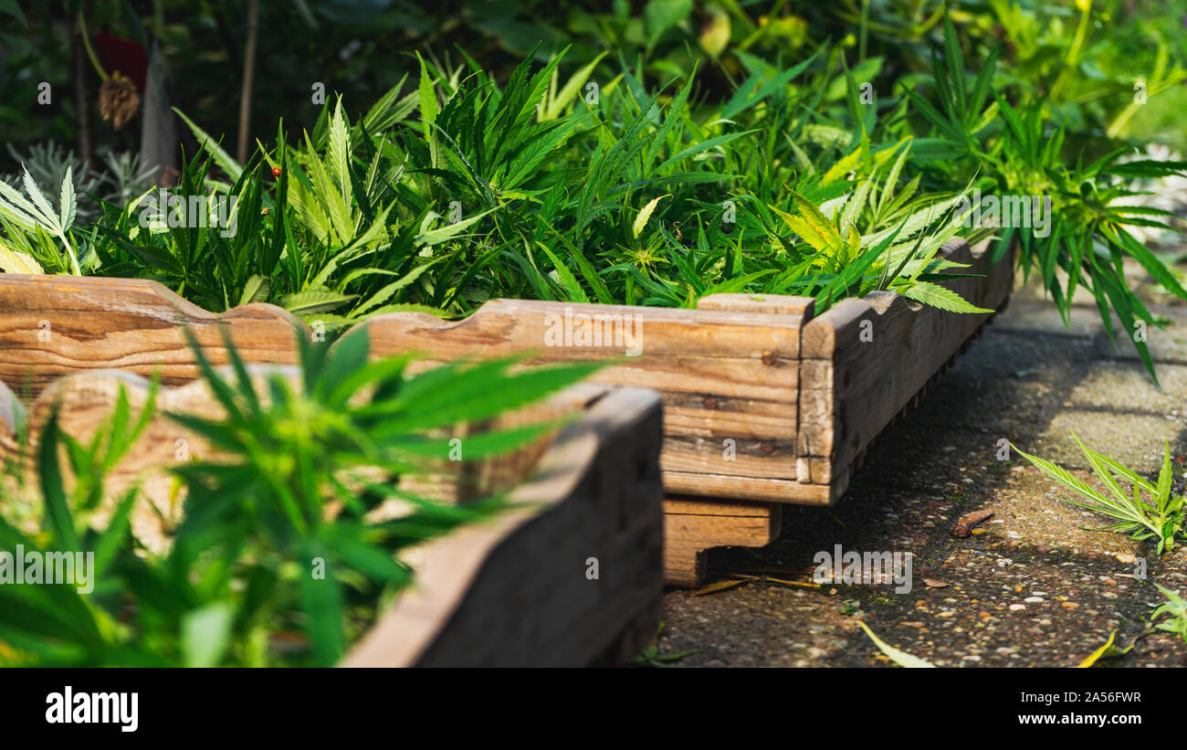 Cannabis cultivation, Cannabis harvest in wooden crate Stock Photo