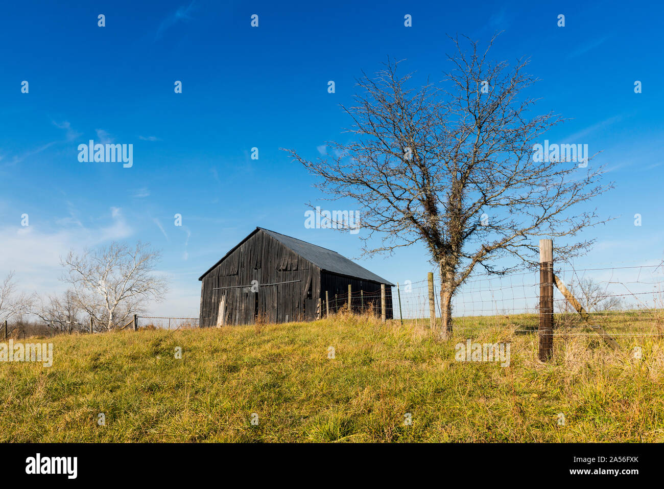 Old tobacco barn sits along barbed wire fence with thorn tree Stock