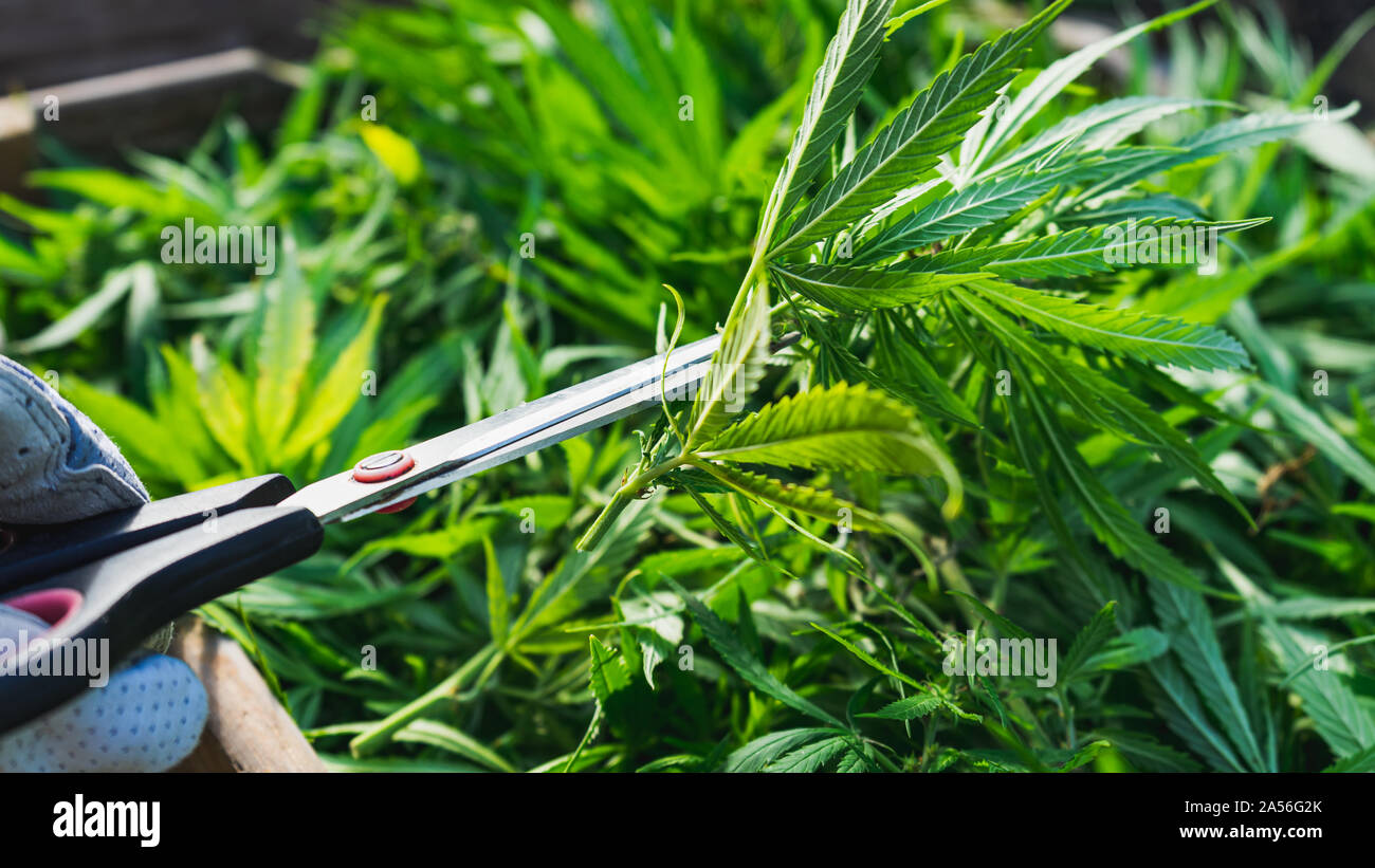 Cultivation of cannabis indica, close-up on using scissors to trim cannabis plant Stock Photo