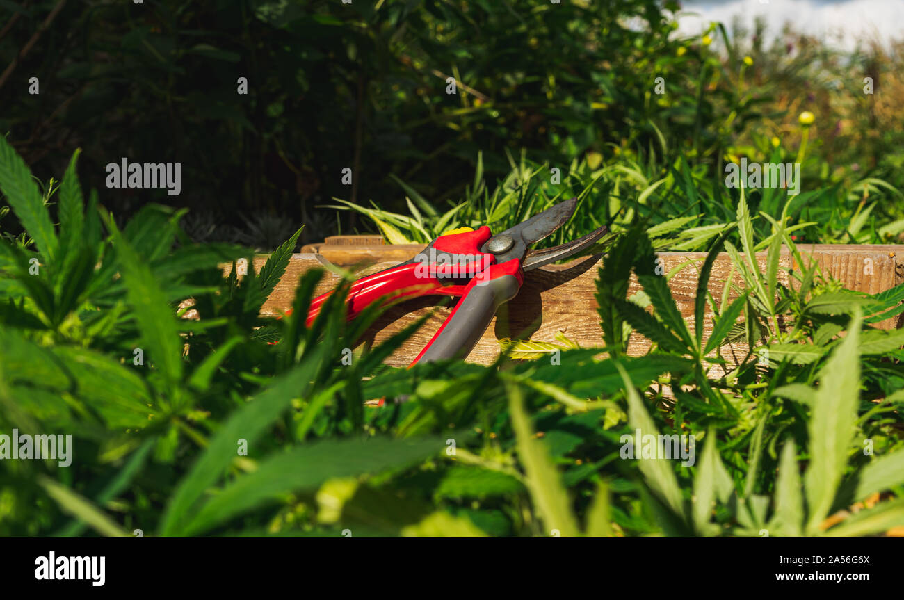 Pruning shears close-up in wooden crate with cannabis harvest Stock Photo