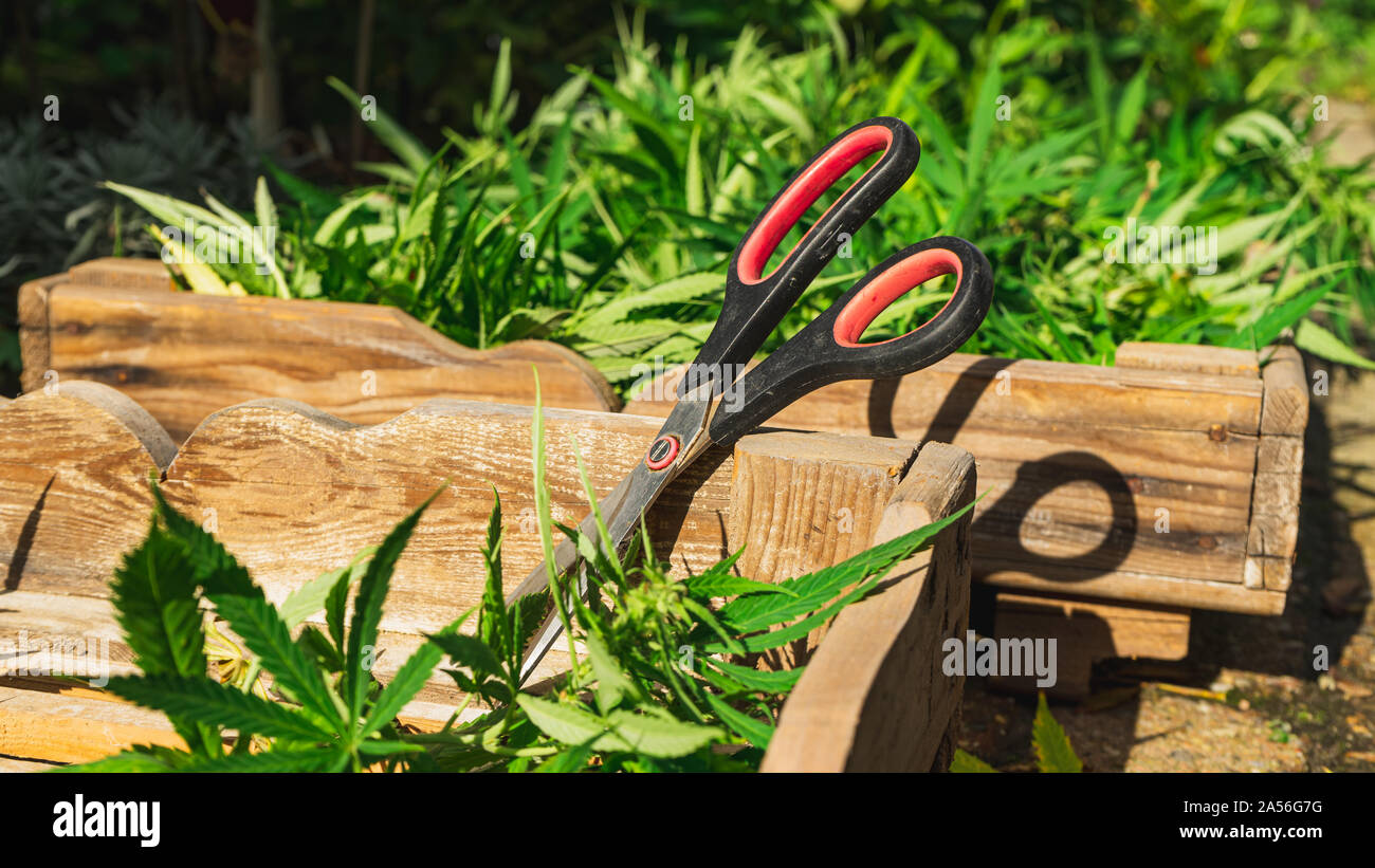 Cannabis cultivation - Cannabis harvest in wooden crate and trimming scrissors Stock Photo
