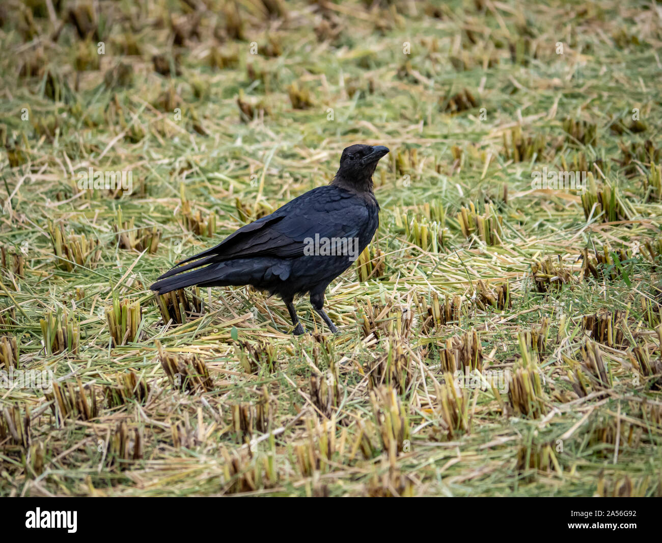 A Japanese largebilled crow, Corvus macrorhynchos japonensis, forages