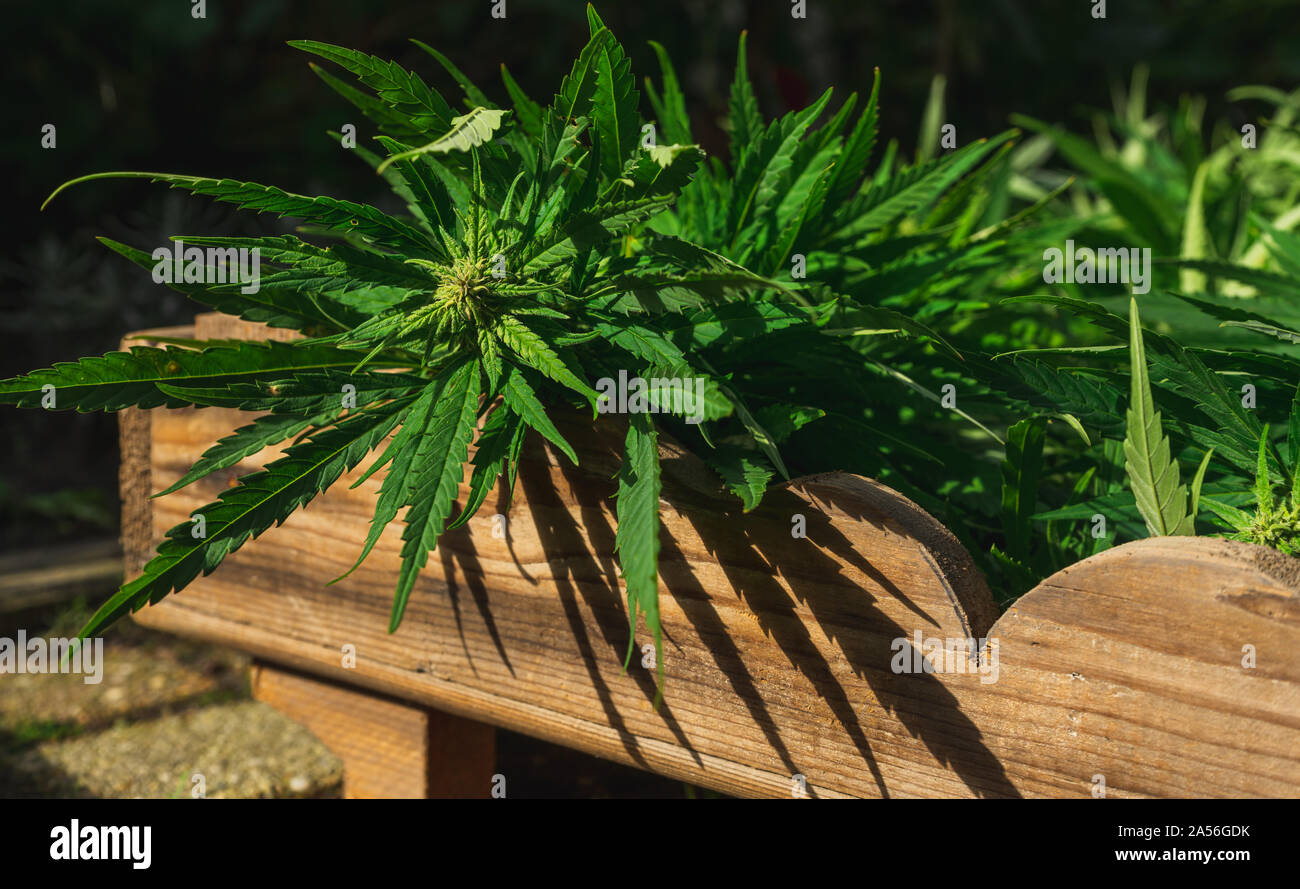 Cannabis cultivation, Cannabis harvest in wooden crate Stock Photo