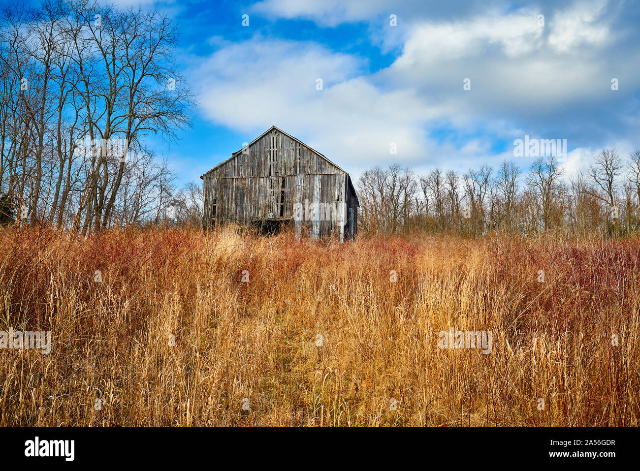 Barn in Tall Grass with Blue Sky and Clouds Stock Photo - Alamy