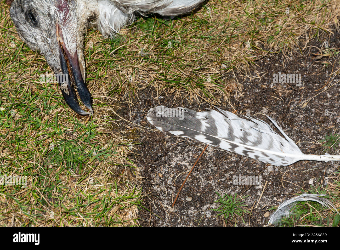 A Dead Juvenile Gull Stock Photo - Alamy