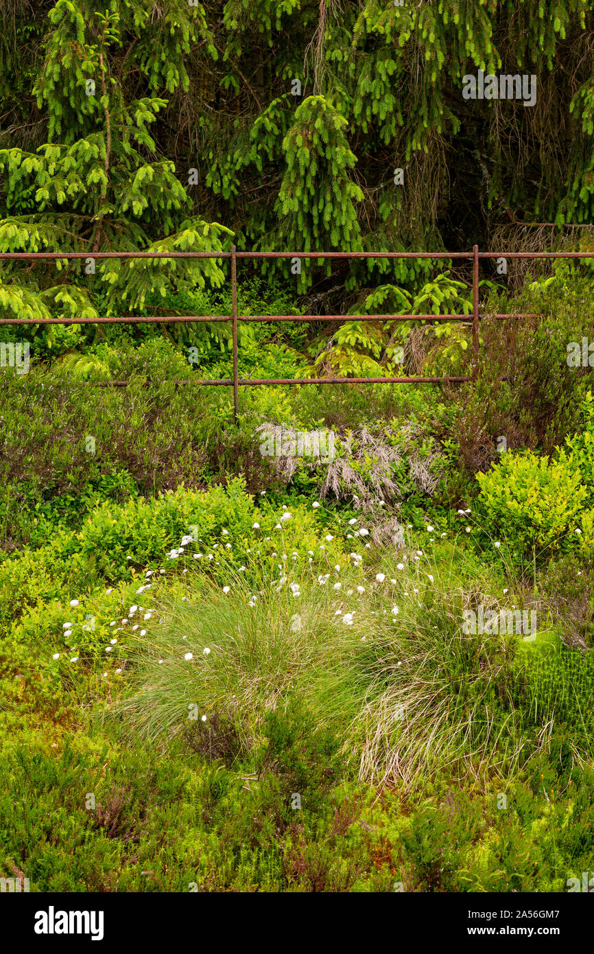 Trees, fence and undergrowth at Alwen Reservoir, North Wales Stock Photo