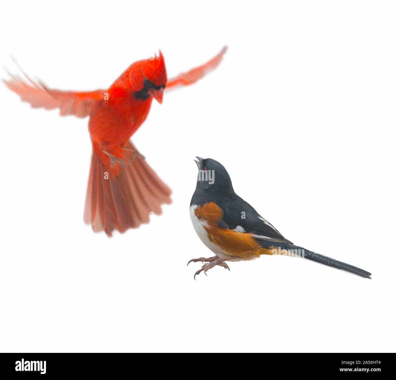 Cardinal bird snow Cut Out Stock Images & Pictures Alamy