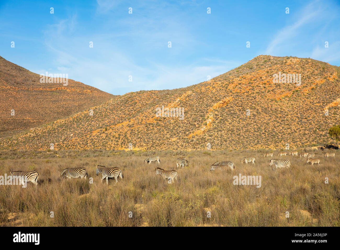 Dazzle of zebras grazing in nature reserve, Touws River, Western Cape, South Africa Stock Photo