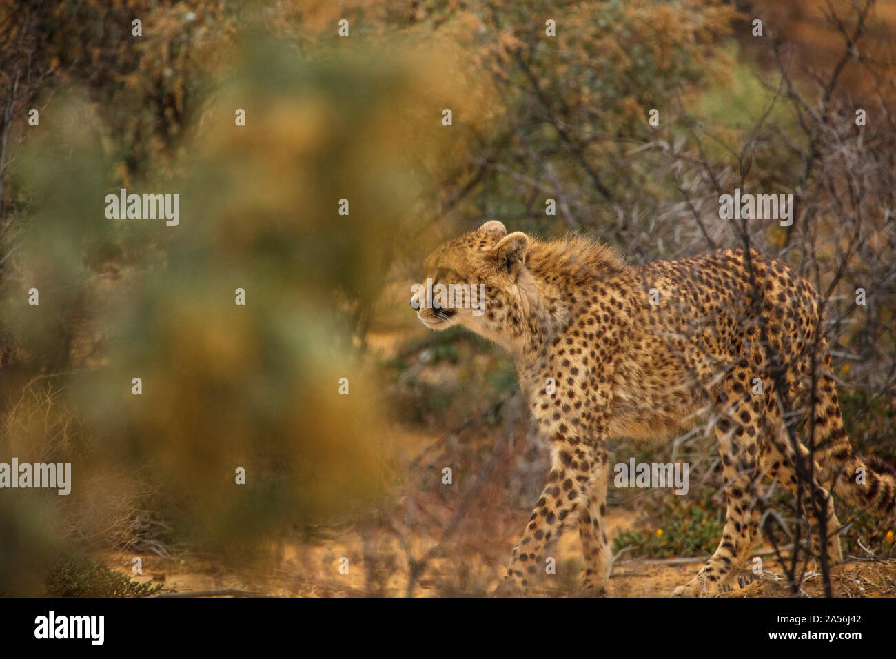 Cheetah in bushes, Touws River, Western Cape, South Africa Stock Photo