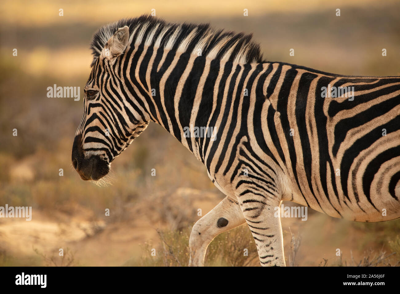 Zebra in nature reserve, Touws River, Western Cape, South Africa Stock Photo