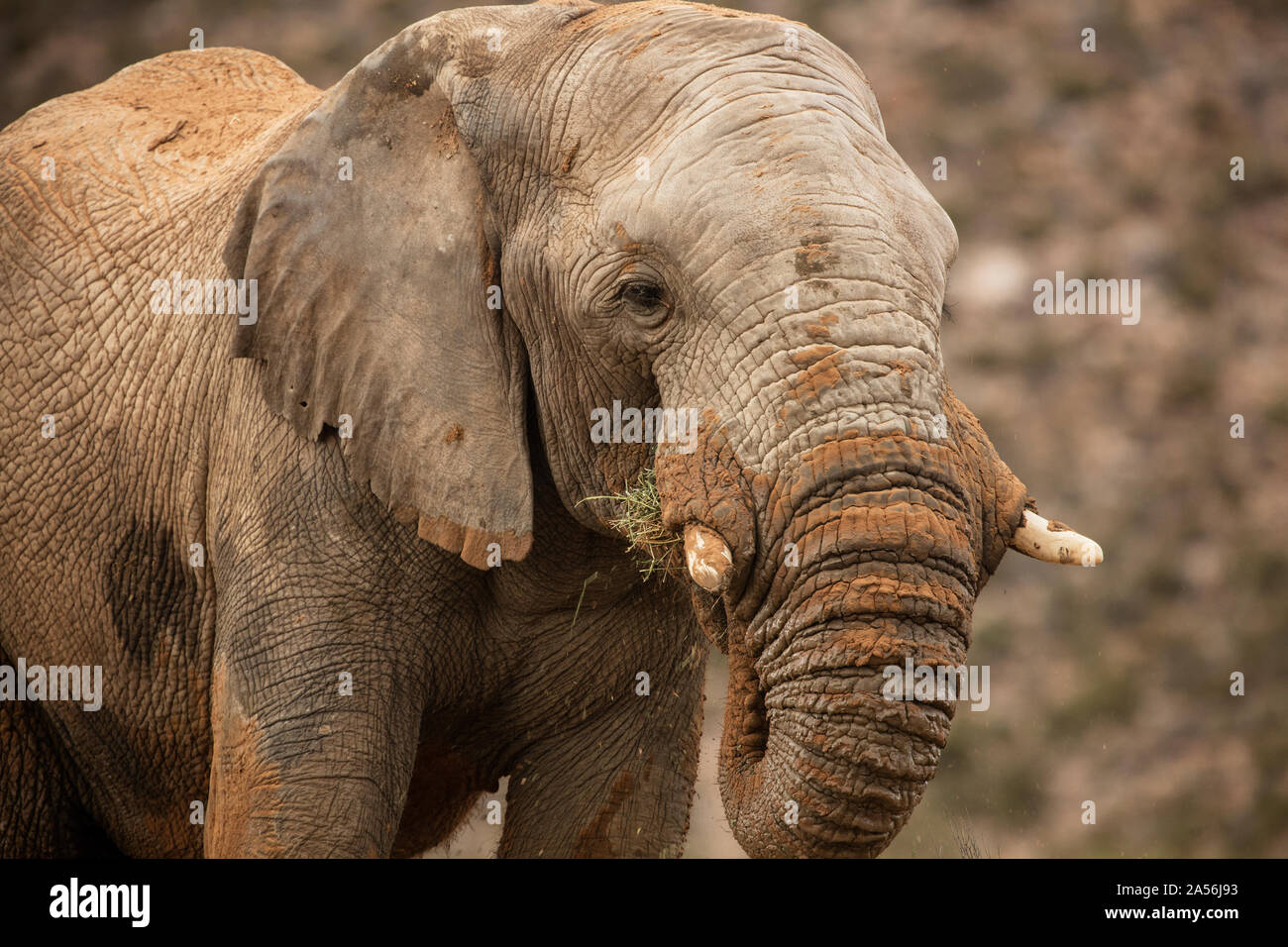 Elephant in nature reserve, Touws River, Western Cape, South Africa Stock Photo