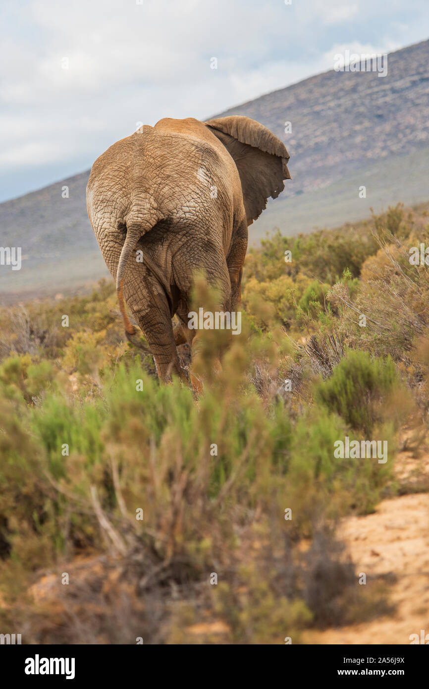 Rearview of elephant in nature reserve, Touws River, Western Cape, South Africa Stock Photo