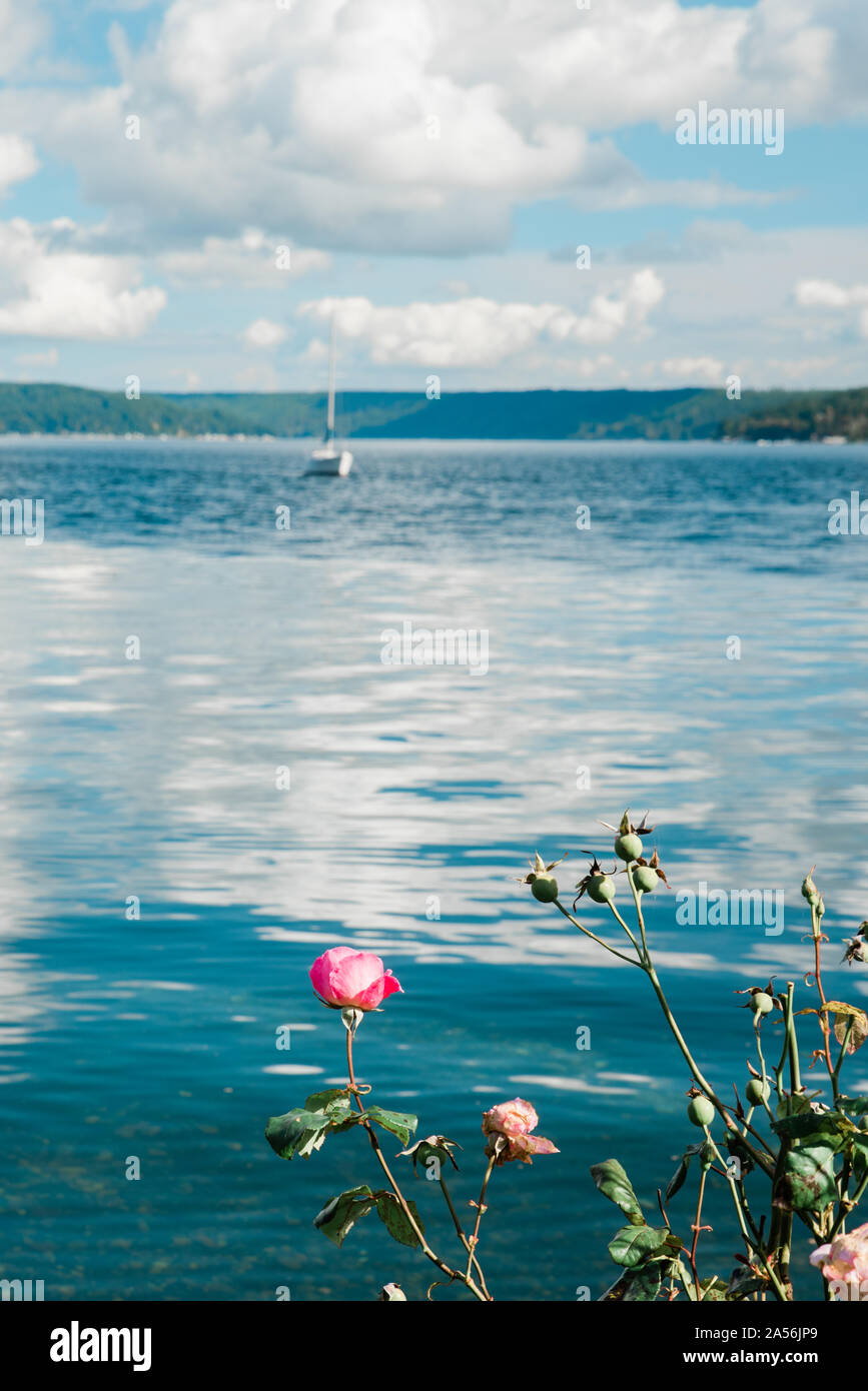 Rosebush with blue lake and. boat Stock Photo