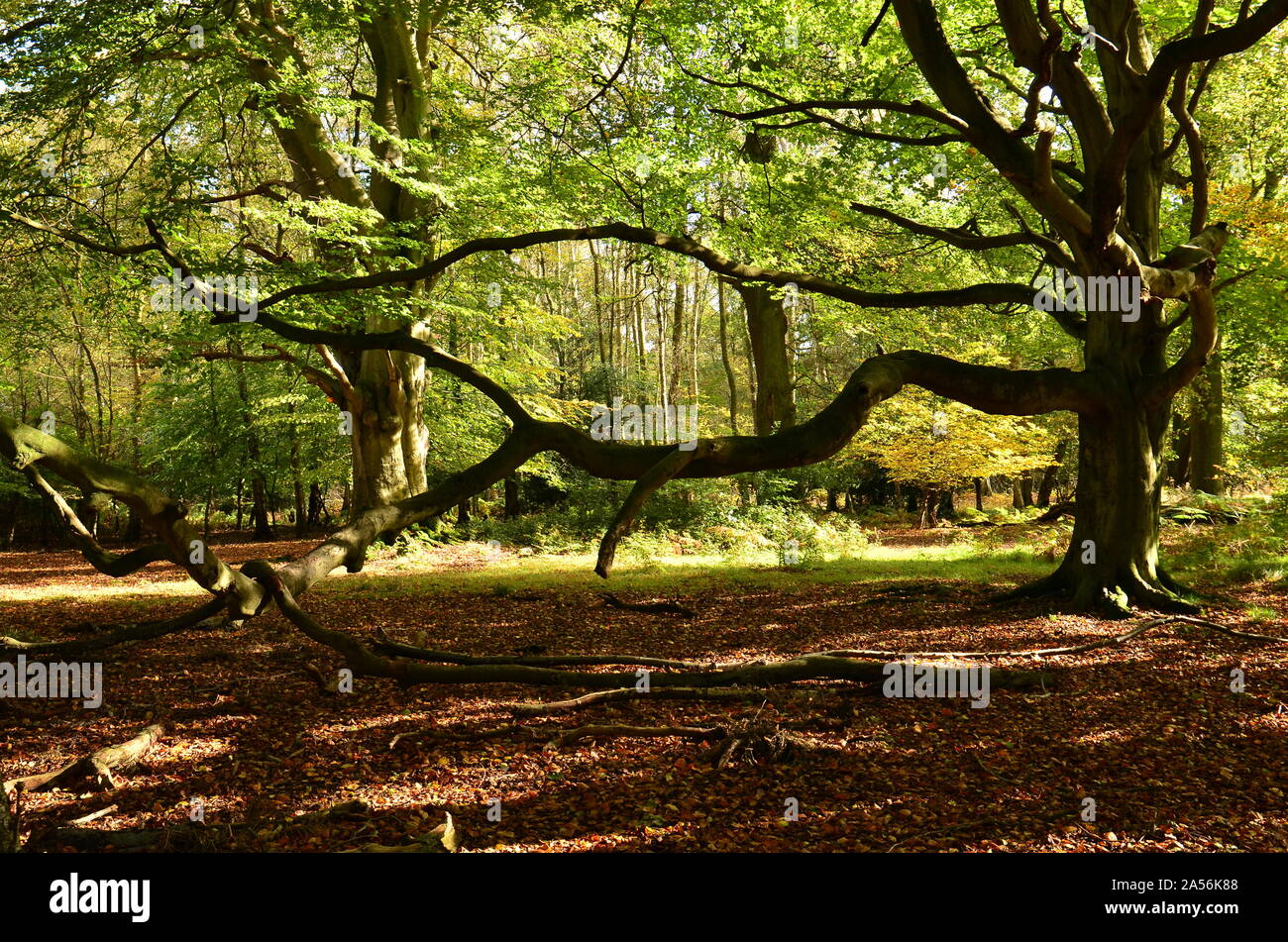 Ashridge Estate Stock Photo Alamy