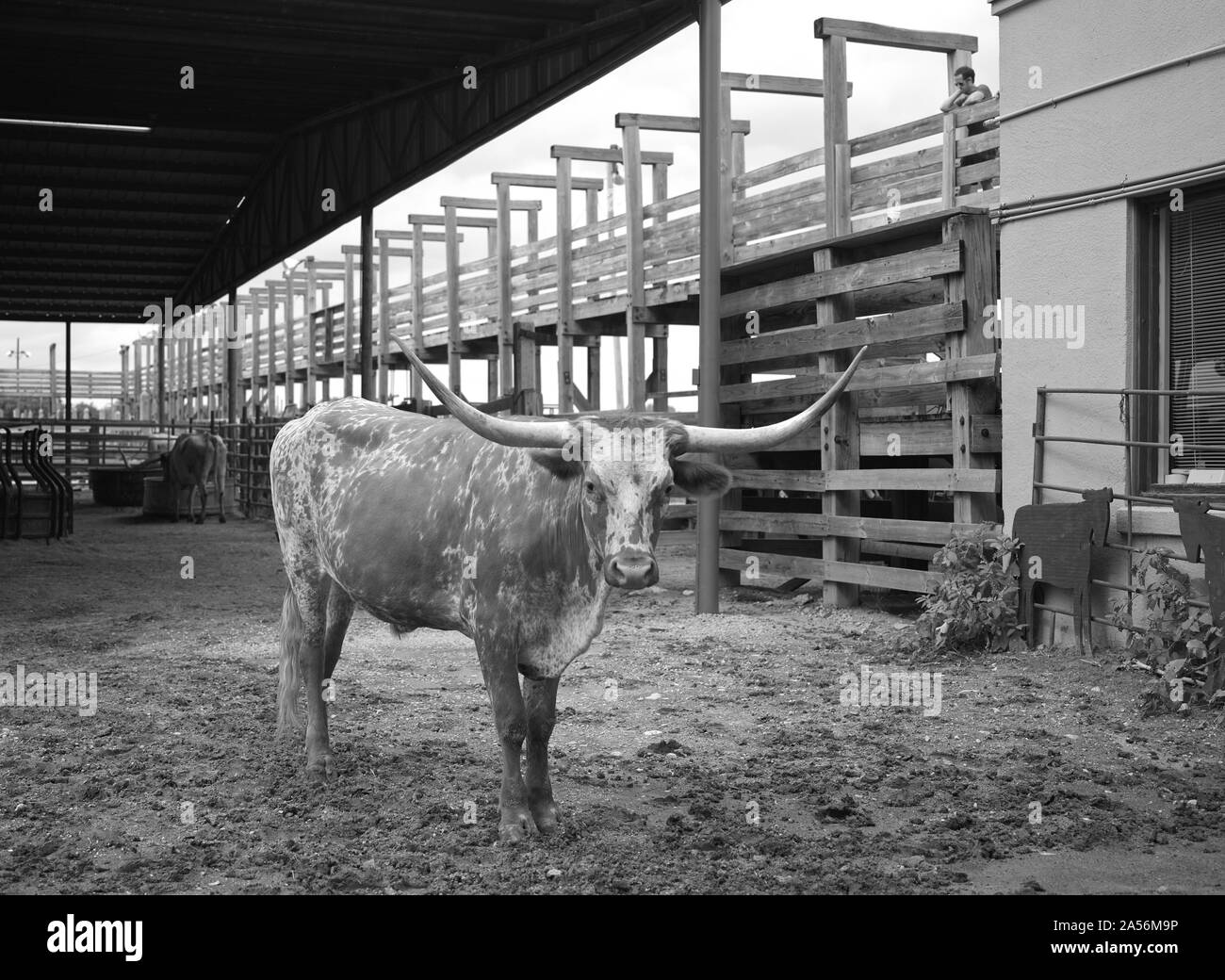 Longhorn cattle in view Black and White Stock Photos & Images Alamy