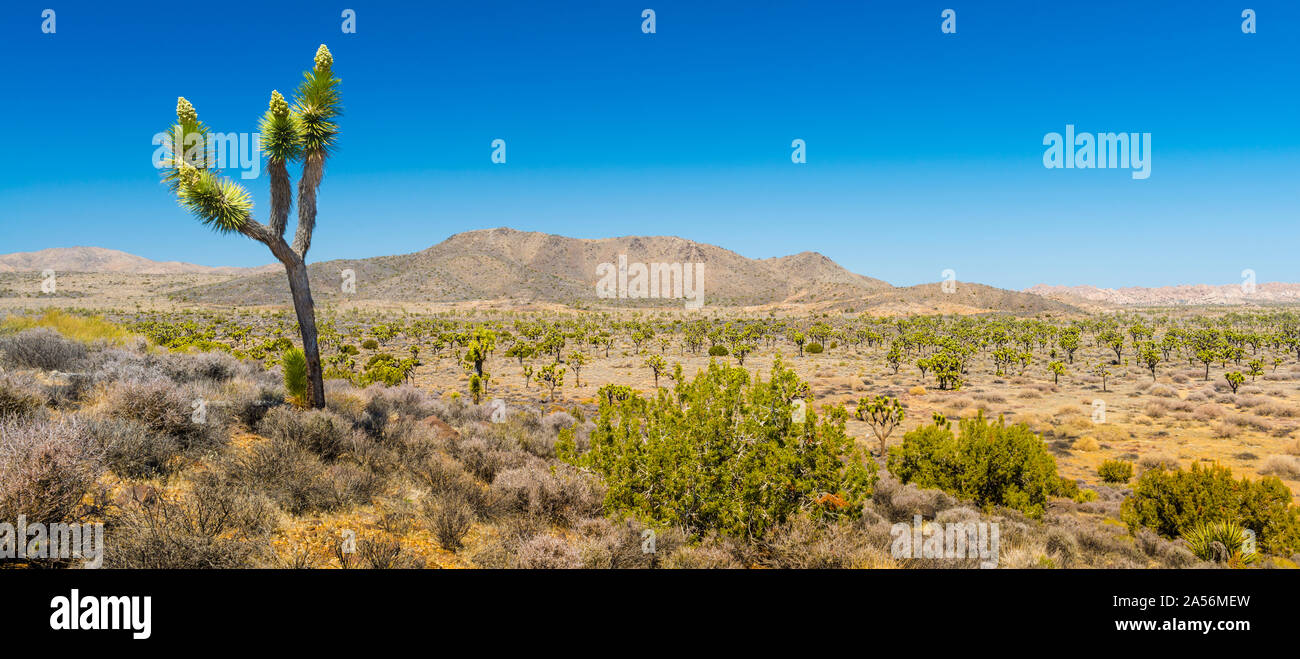 Desert ecosystem hi-res stock photography and images - Alamy