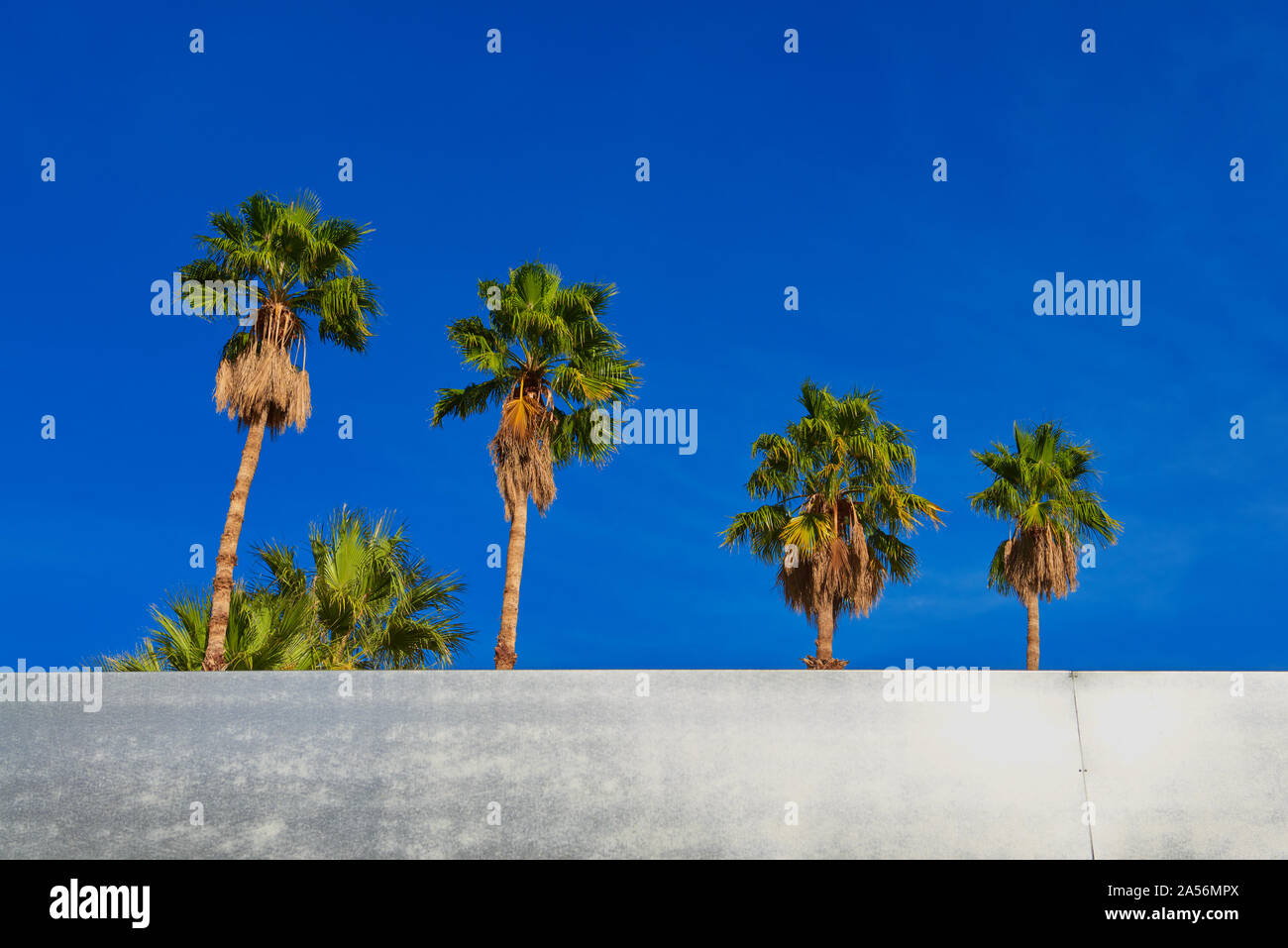 California Palm Trees. Stock Photo